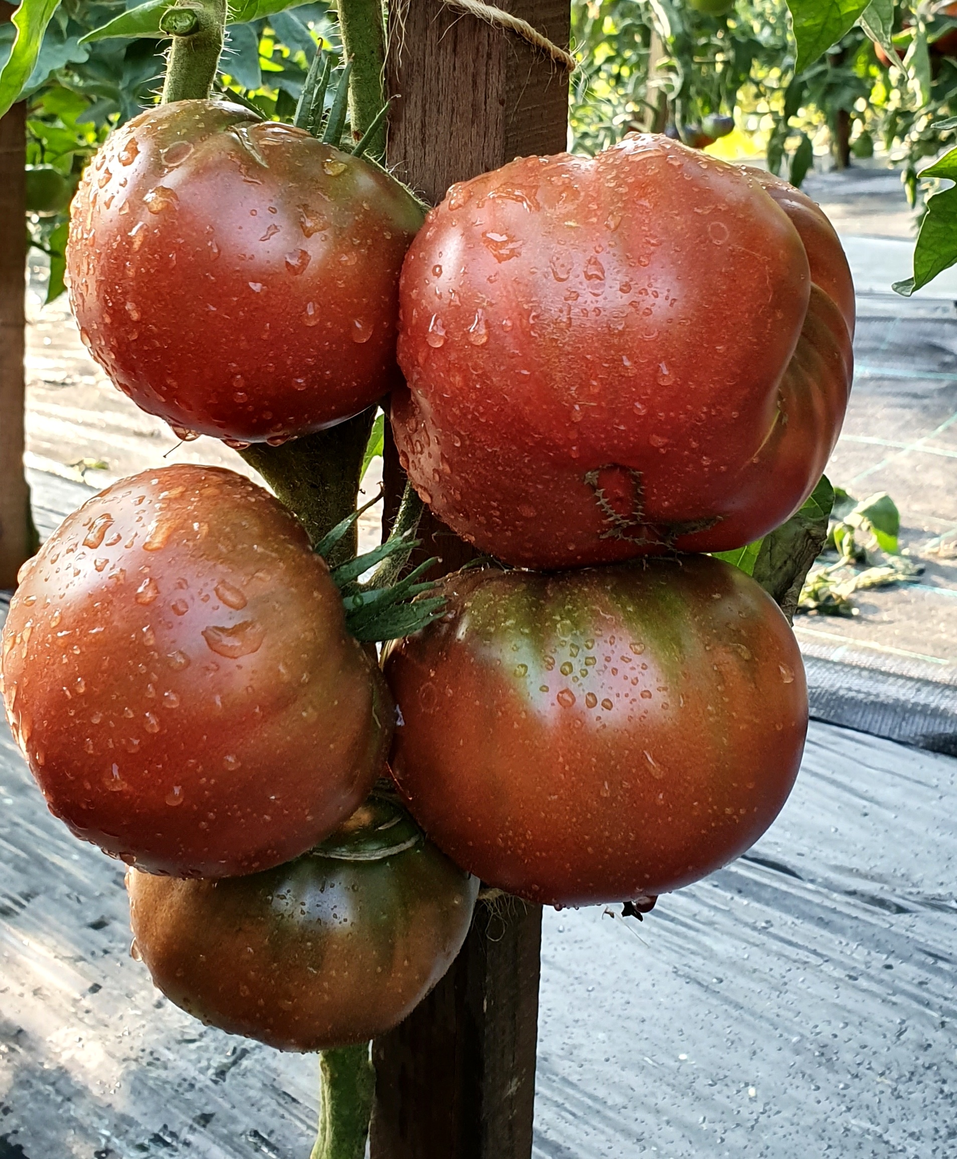 clementine blue tomato