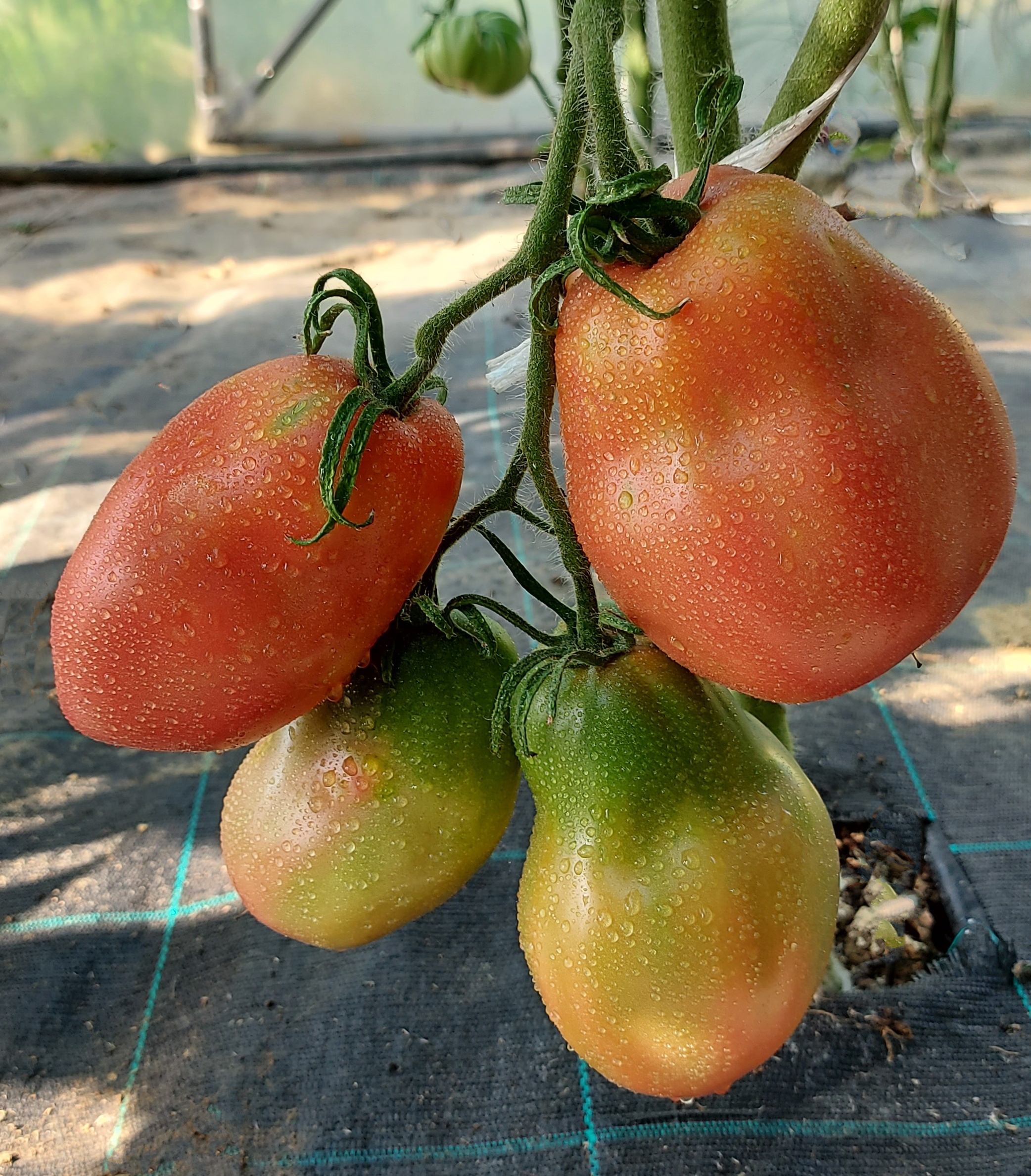 Dr. Lyle Tomato