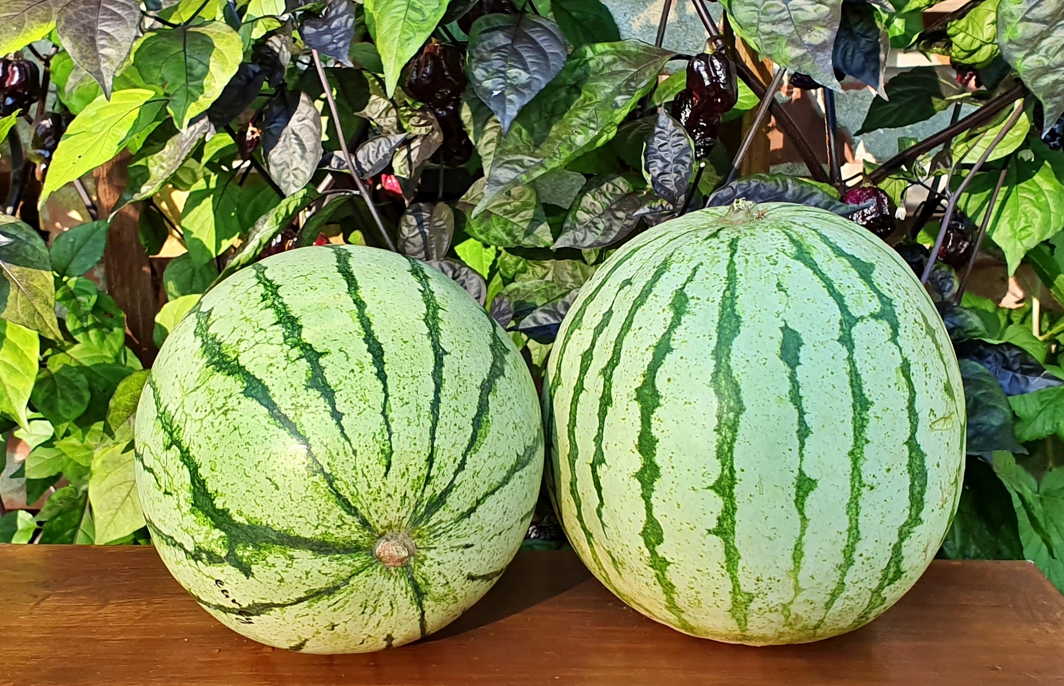 Watermelons: EARLY MOONBEAM Watermelon