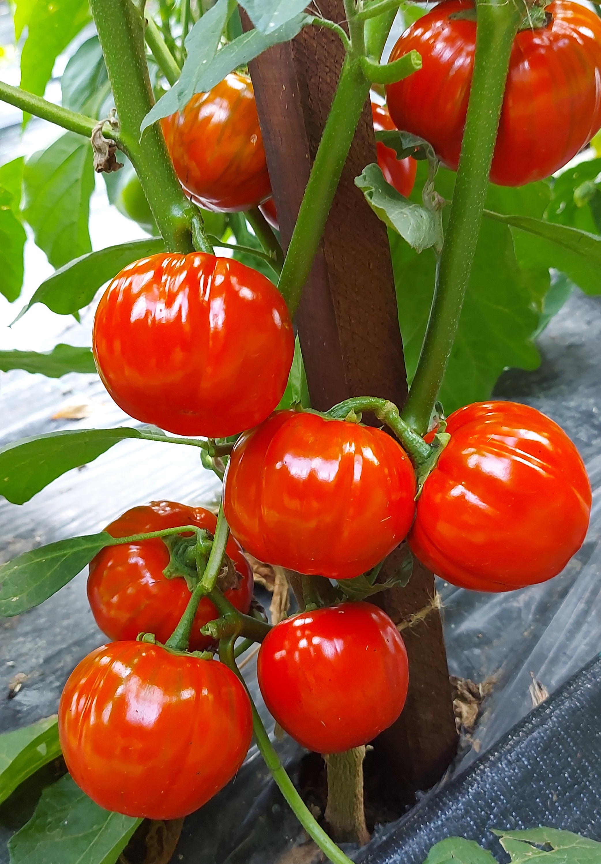 12 Red Eggplant (Scarlet) Varieties  Garden projects, Eggplant varieties,  Red