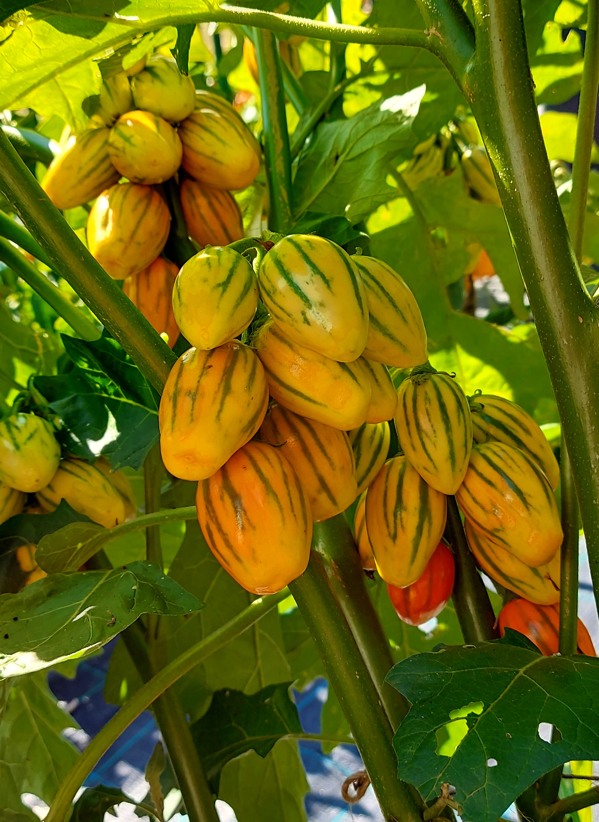 Striped Garden Egg (Striped Toga Eggplant) – Truelove Seeds