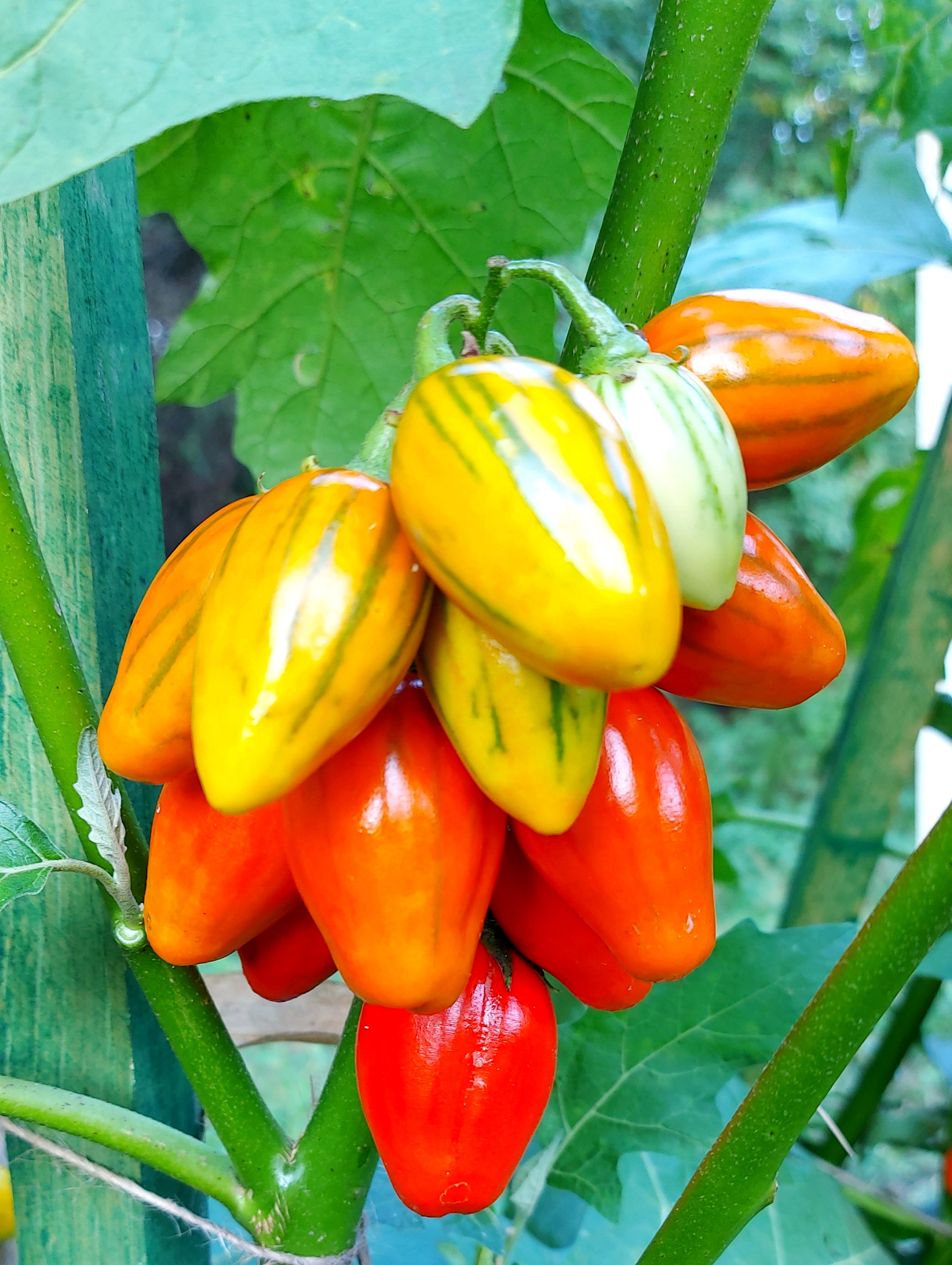 Striped Garden Egg (Striped Toga Eggplant) – Truelove Seeds