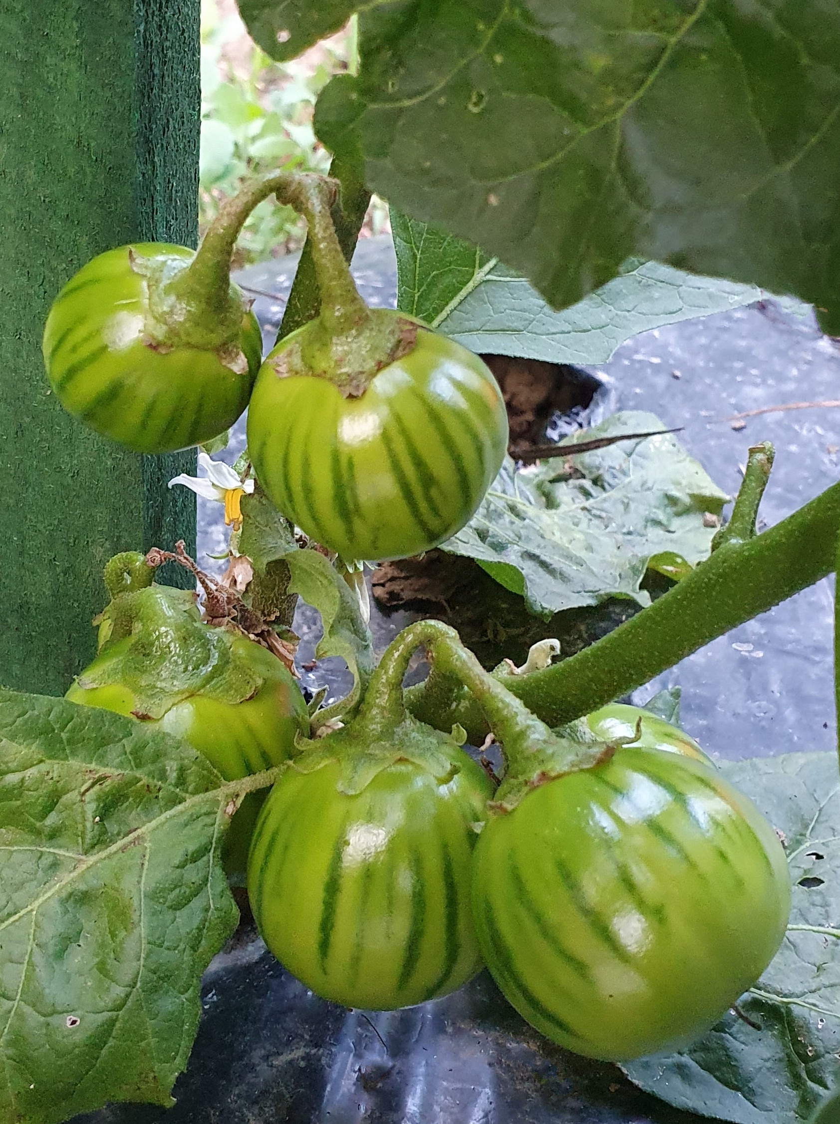 25 TURKISH ORANGE EGGPLANT Scarlet Solanum Aethiopicum Fruit