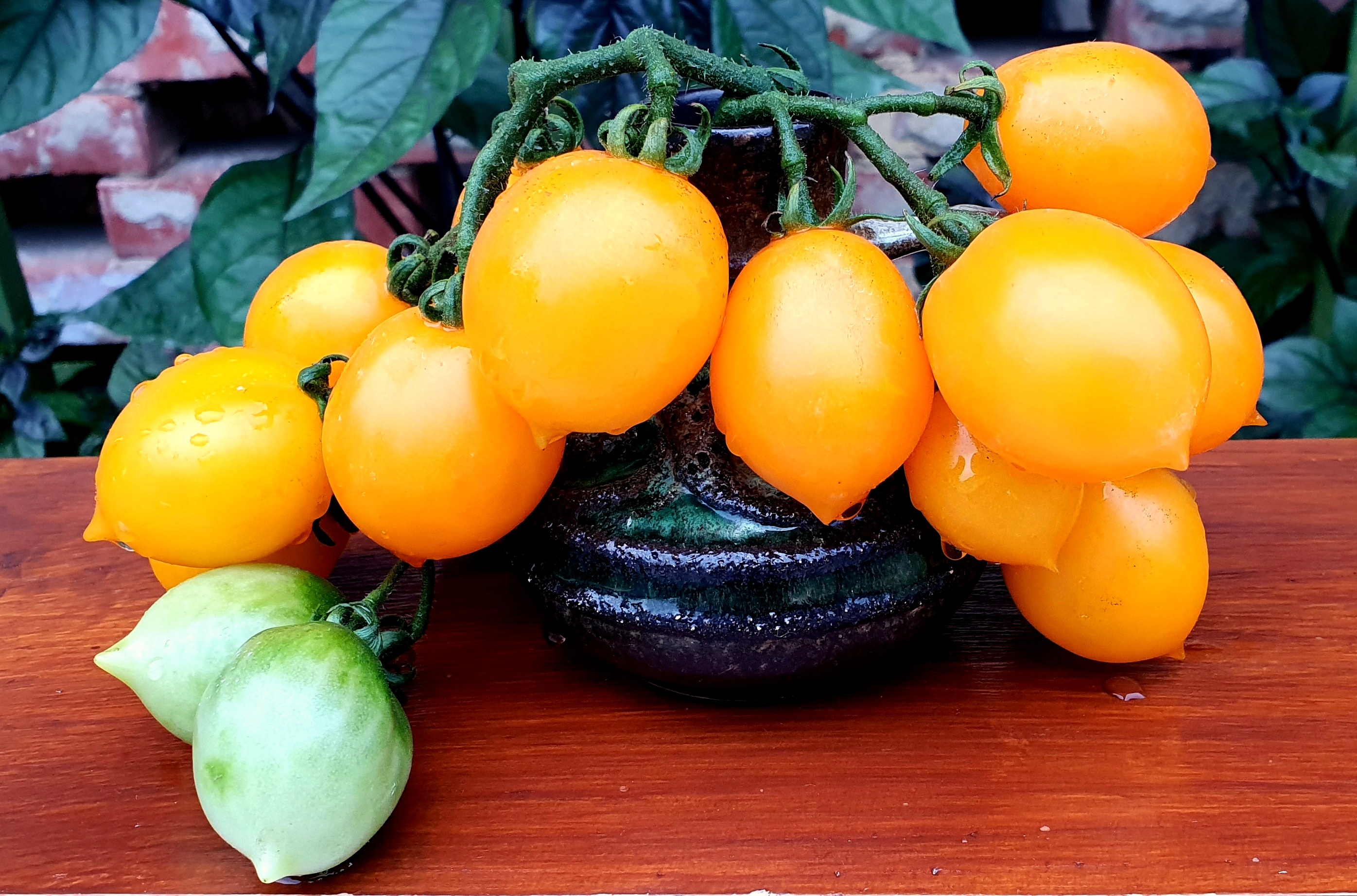 NON GMO Famous Hungarian Tomato "Yellow Dattle Cherry" up to 5000 tomatos!! 