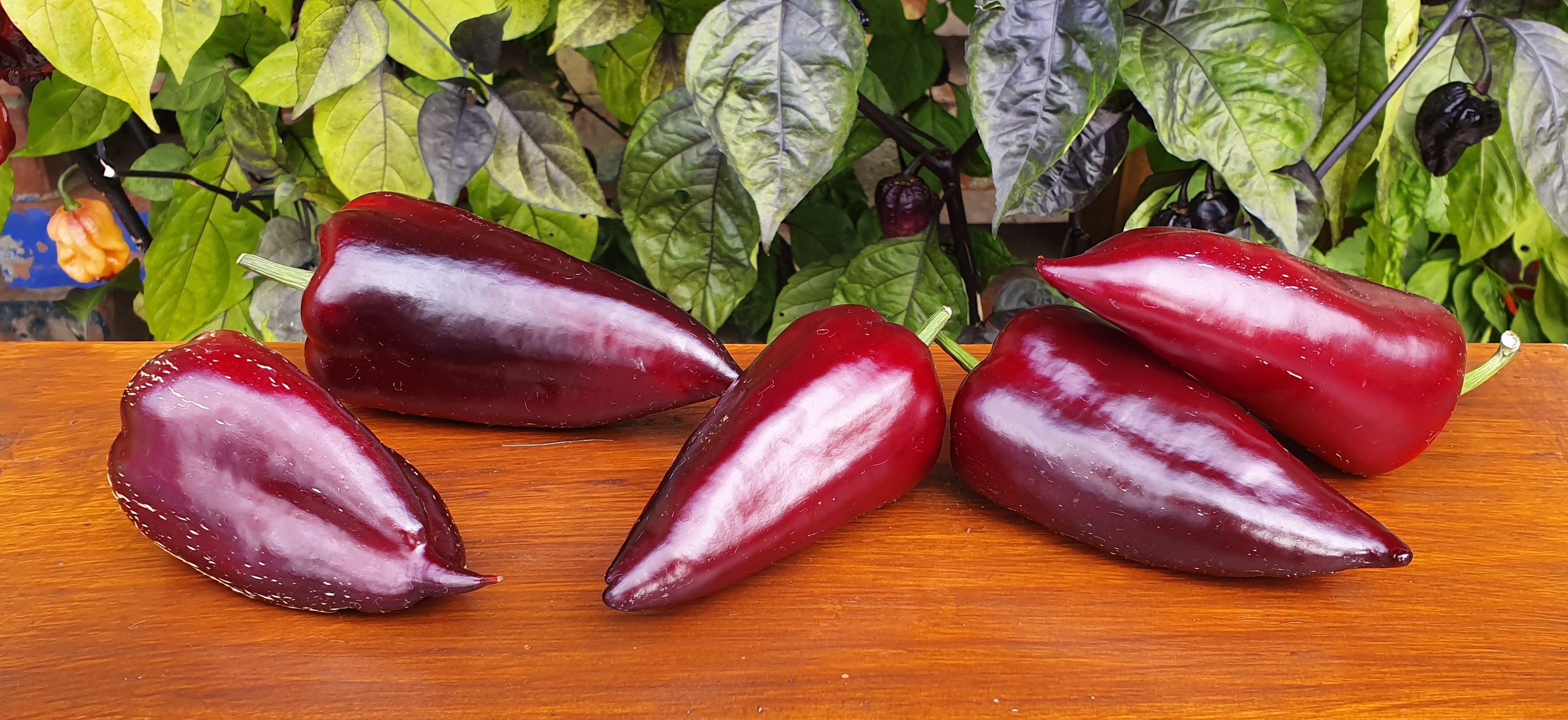 Black & Purple peppers: GYPSY BARON Sweet Pepper