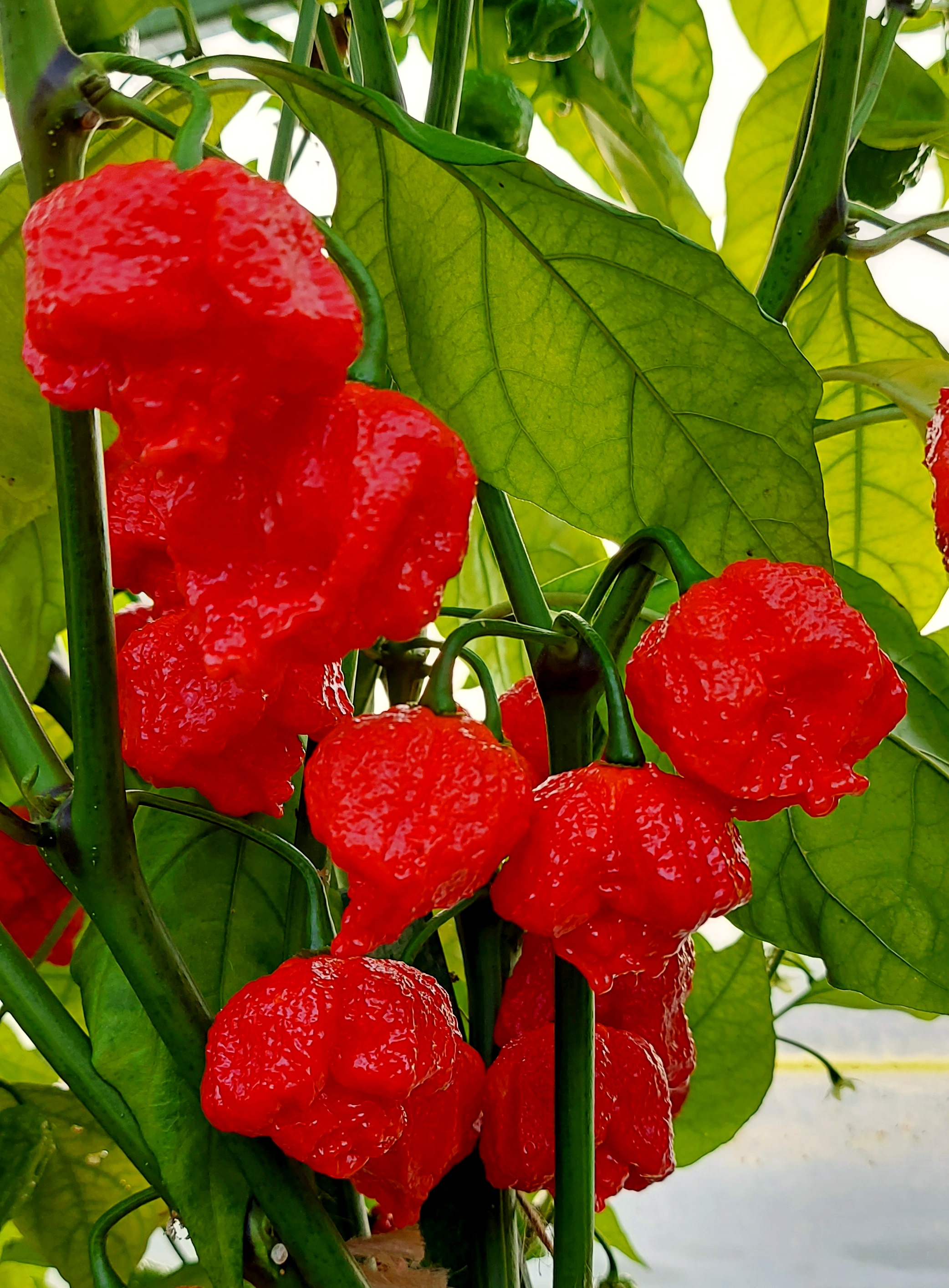 Hot Chilli Peppers: HURT BERRY Hot Chili Pepper