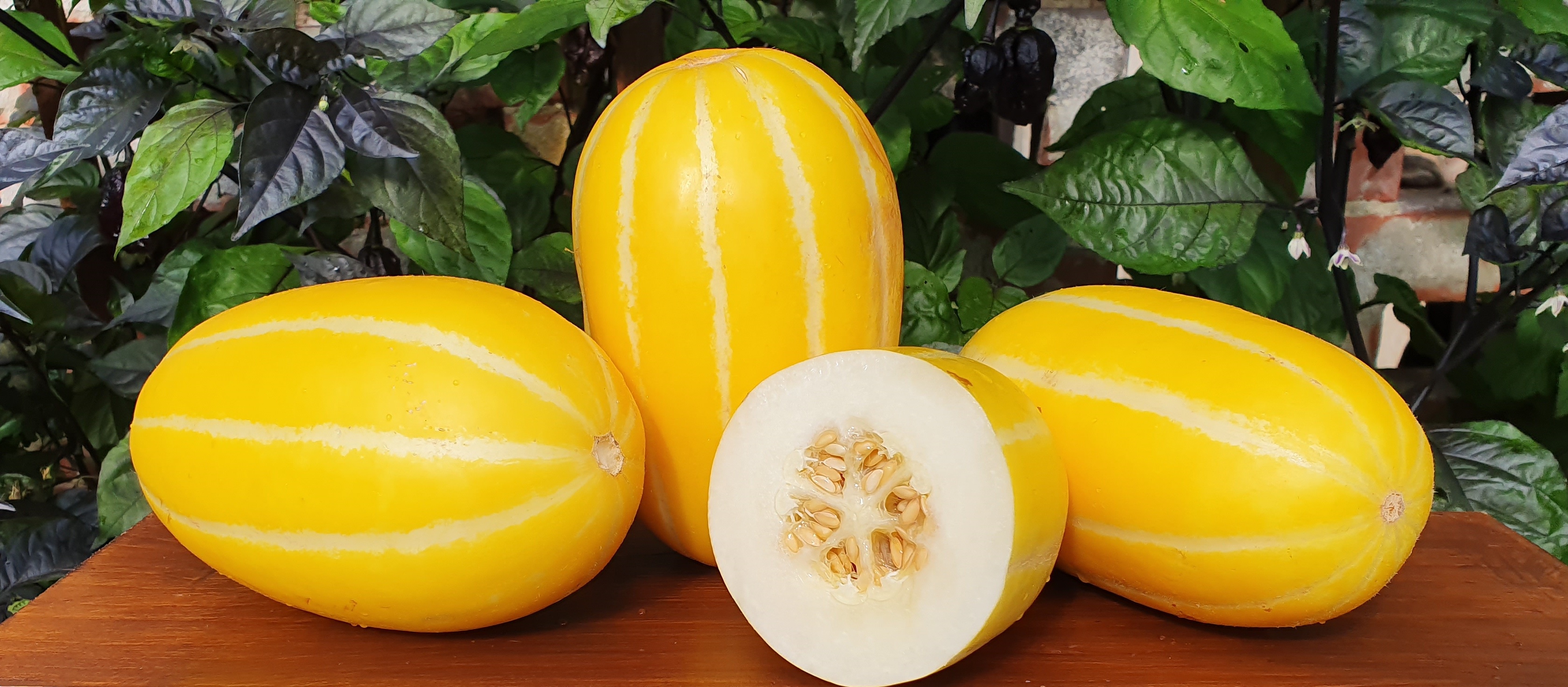 Melons: EARLY SILVER LINE Melon ( Korean melon, Asian melon)