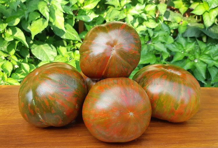  2024年おすすめのアイテム満載 Striped tomatoes: KOZULA 24 Tomato シャツ/ブラウス(長袖/七分)
