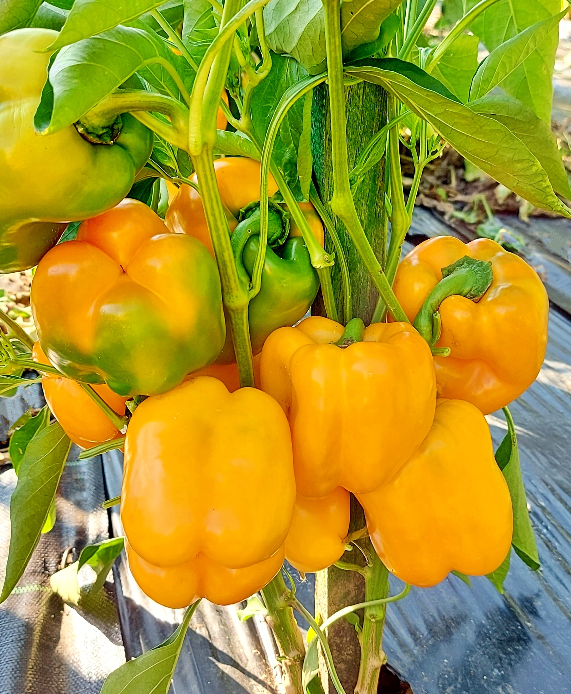 What Is A Sweet Yellow Pepper? – SNAVDW
