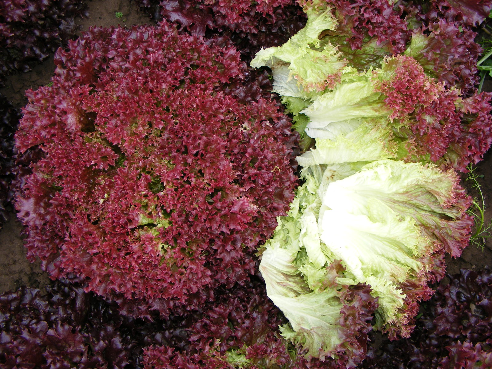 2100 HIGH QUALITY VEGETABLE SEEDS /198 RED CURLY LOLLO ROSSA LETTUCE