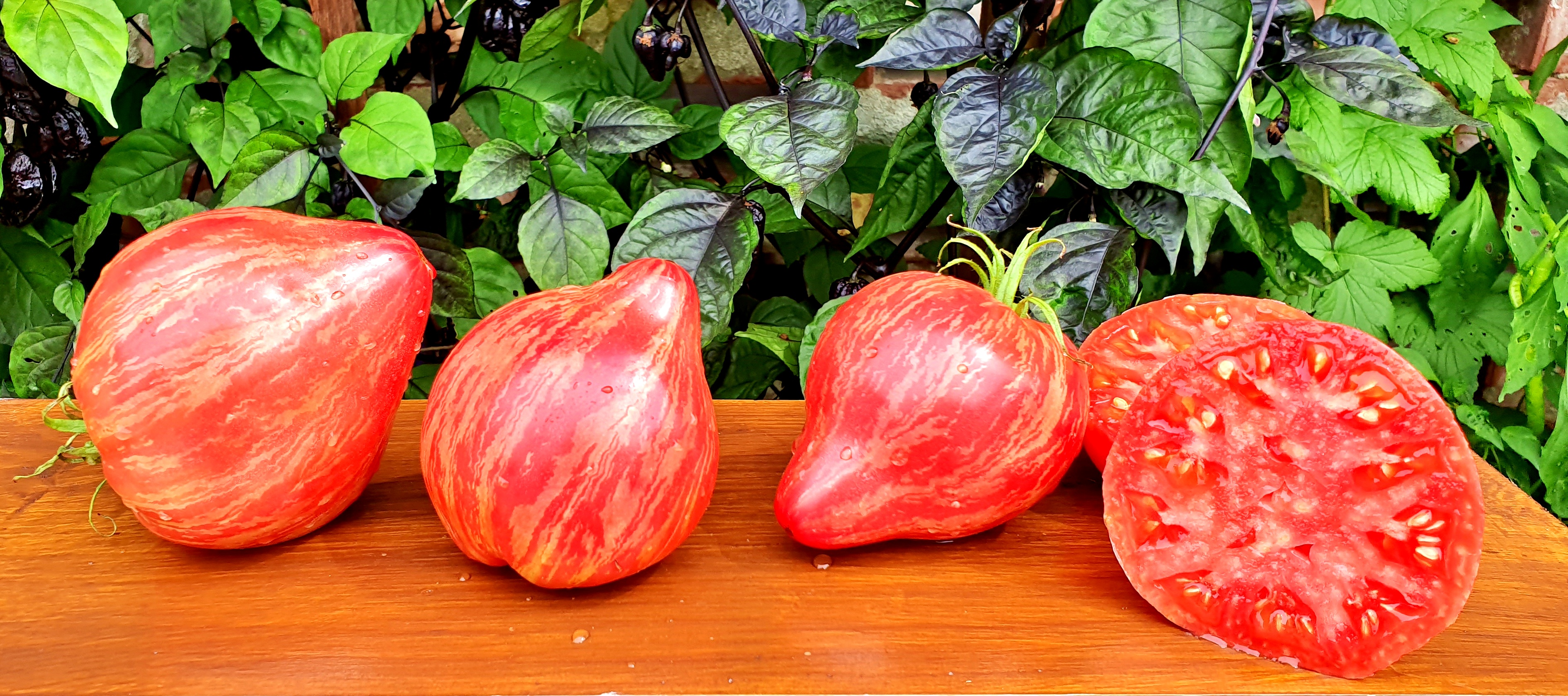Pink Tomatoes: LONG TALL SALLY Tomato