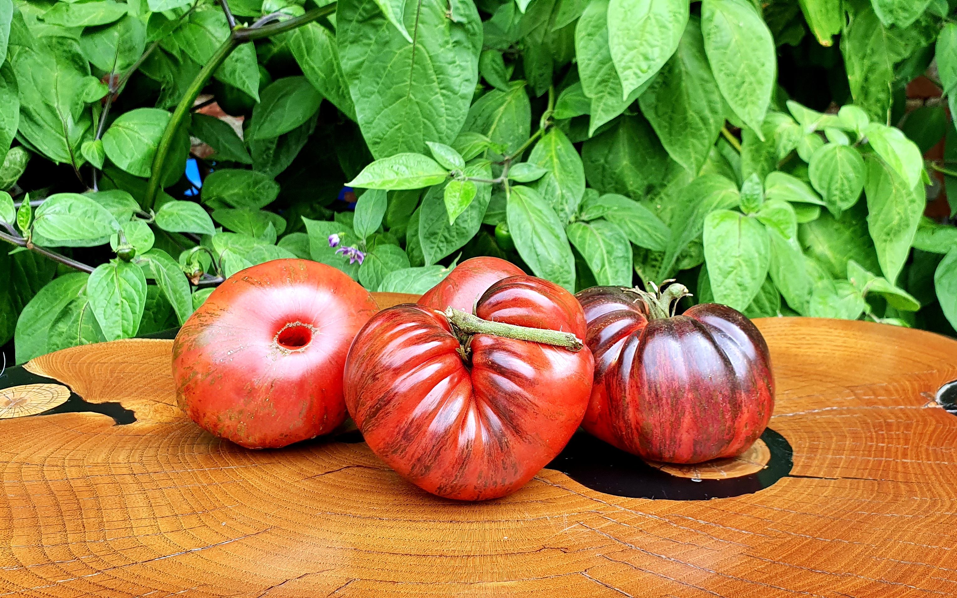 Black and Blue tomatoes: MARSHA'S STARFIGHTER BEEFSTEAK Tomato