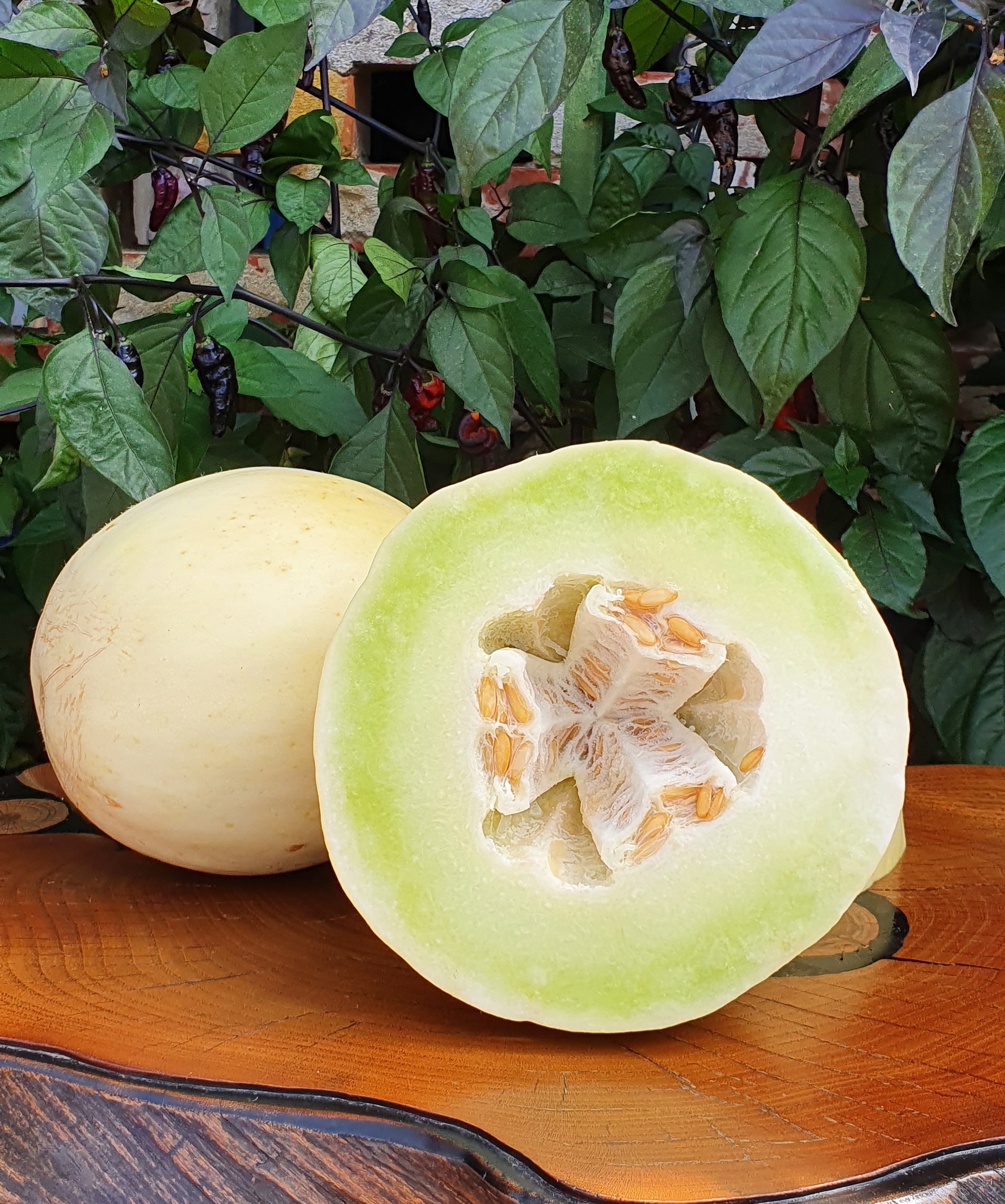 Melons: HONEY DEW ( Medovaya Rosa) Melon