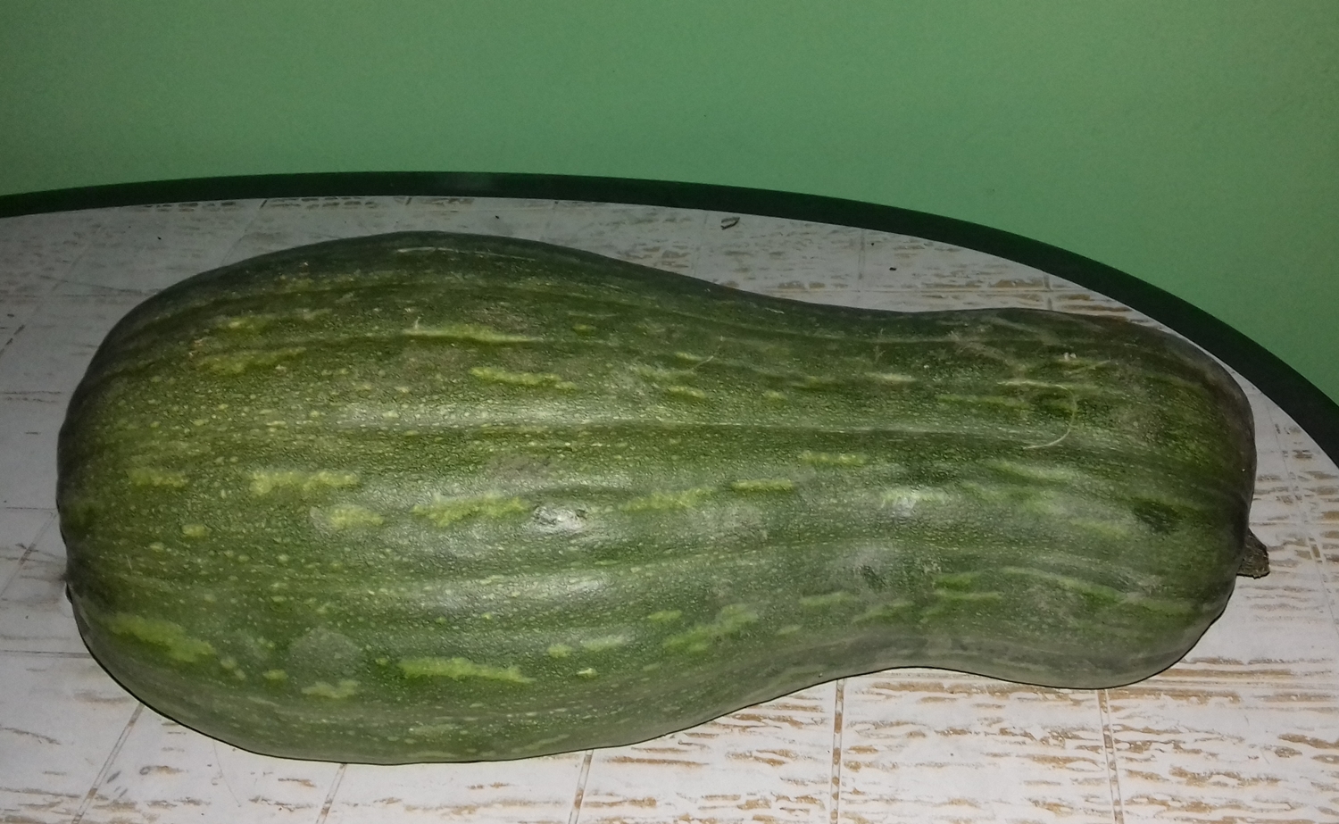 Squash Naples Long Lunga Di Napoli Winter Pumpkin