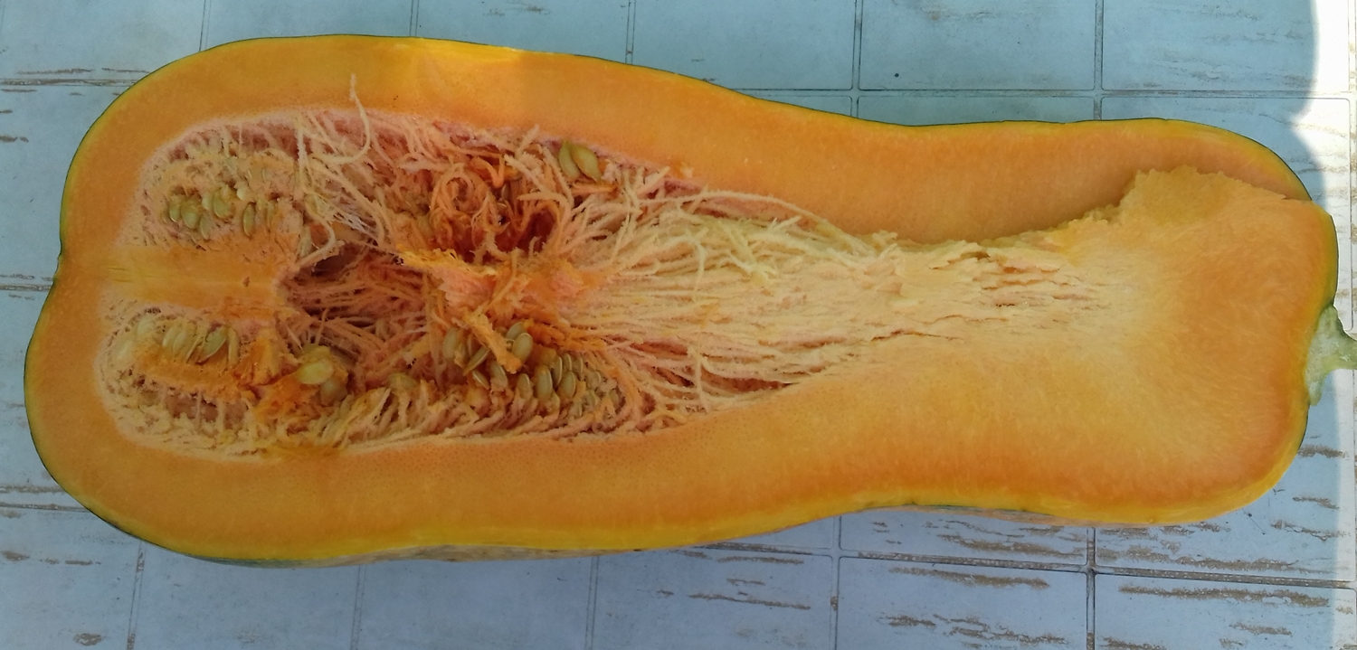 Squash Naples Long Lunga Di Napoli Winter Pumpkin