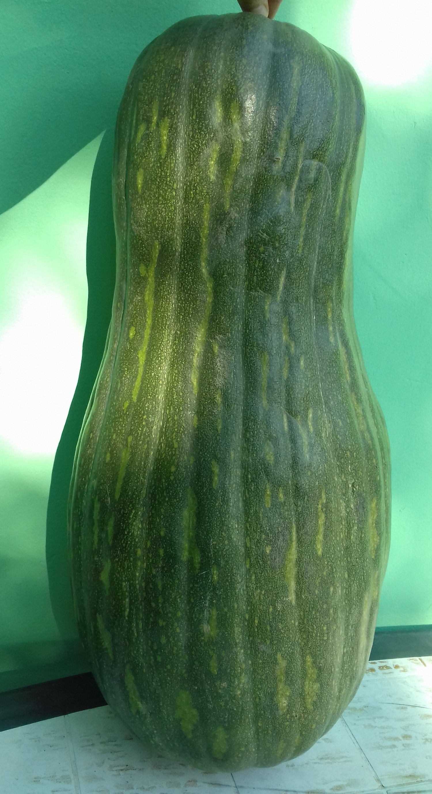 Squash Naples Long Lunga Di Napoli Winter Pumpkin