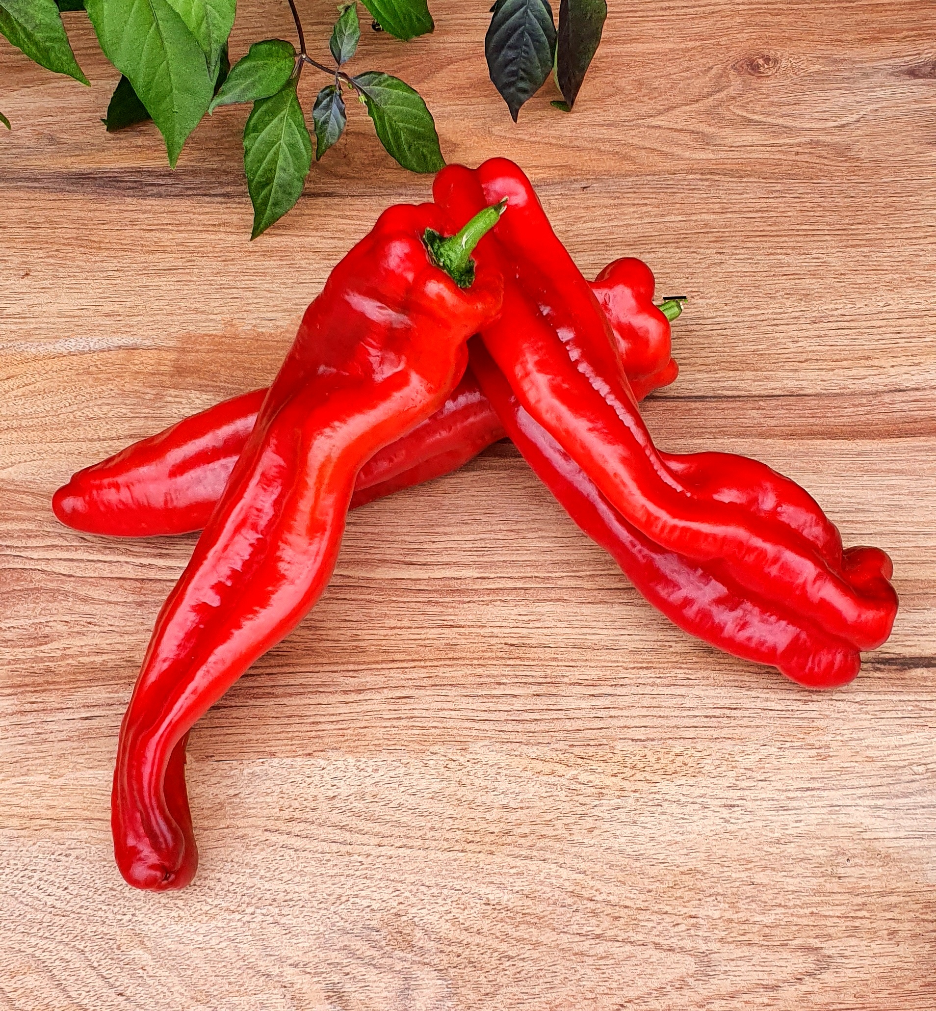 Long Sweet Peppers — Melissas Produce