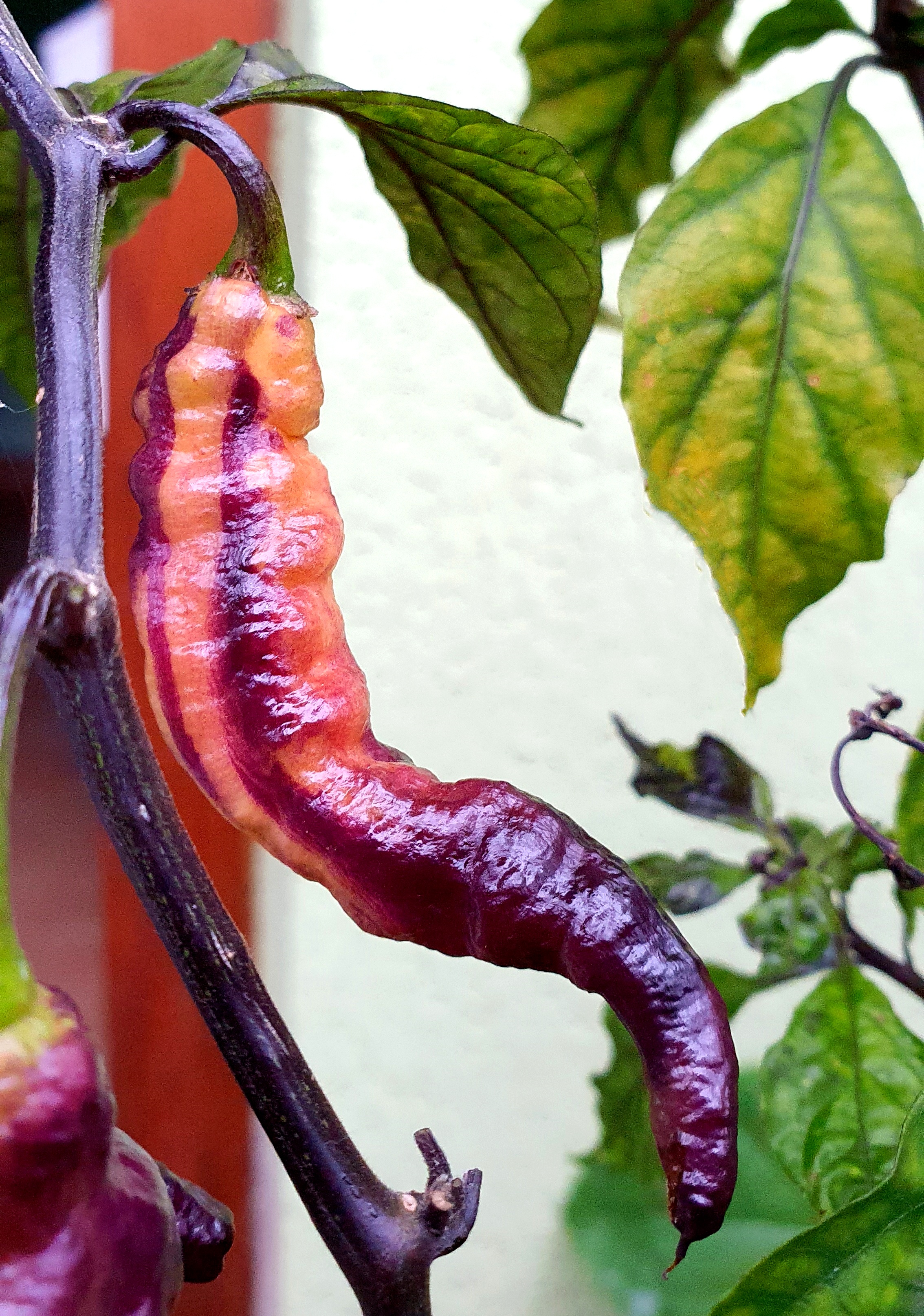 20 Uniquely Different Pink Tiger Hot Pepper Seeds-C 089