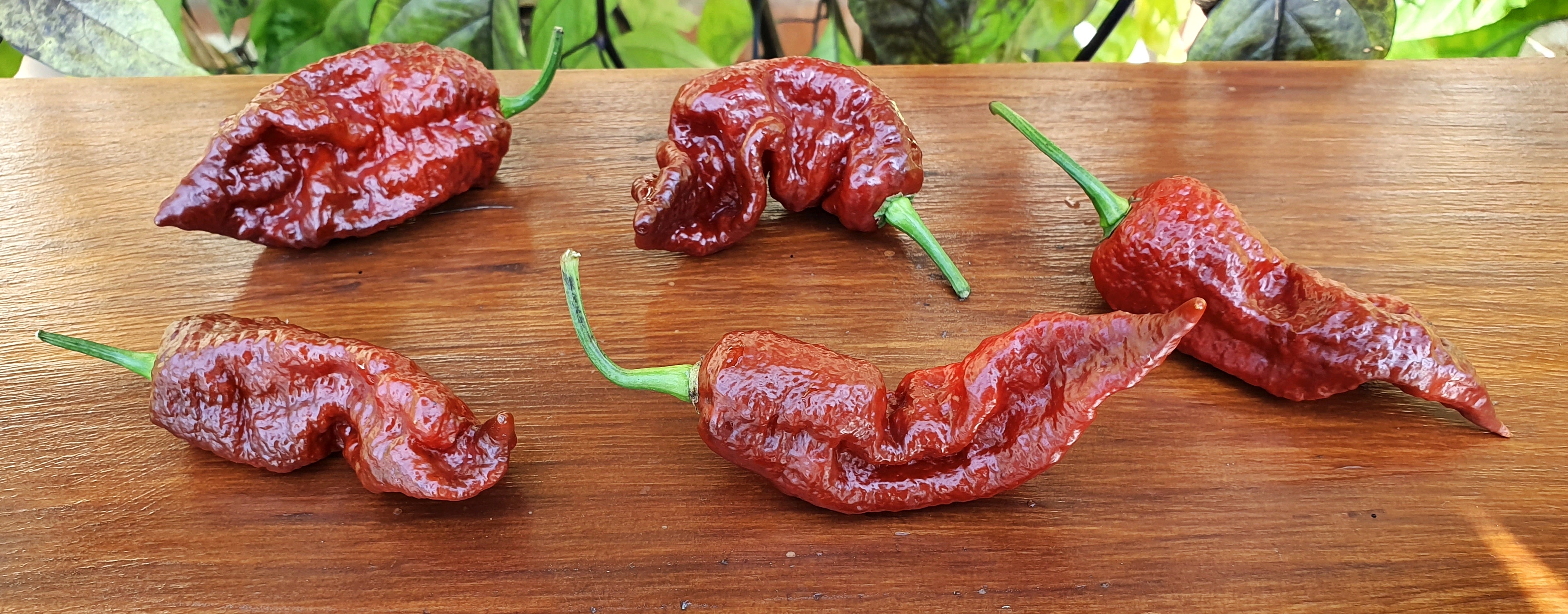Rare Extremely Hot Chili Pepper PODZILLA CHOCOLATE 10 Seeds Vegetable 