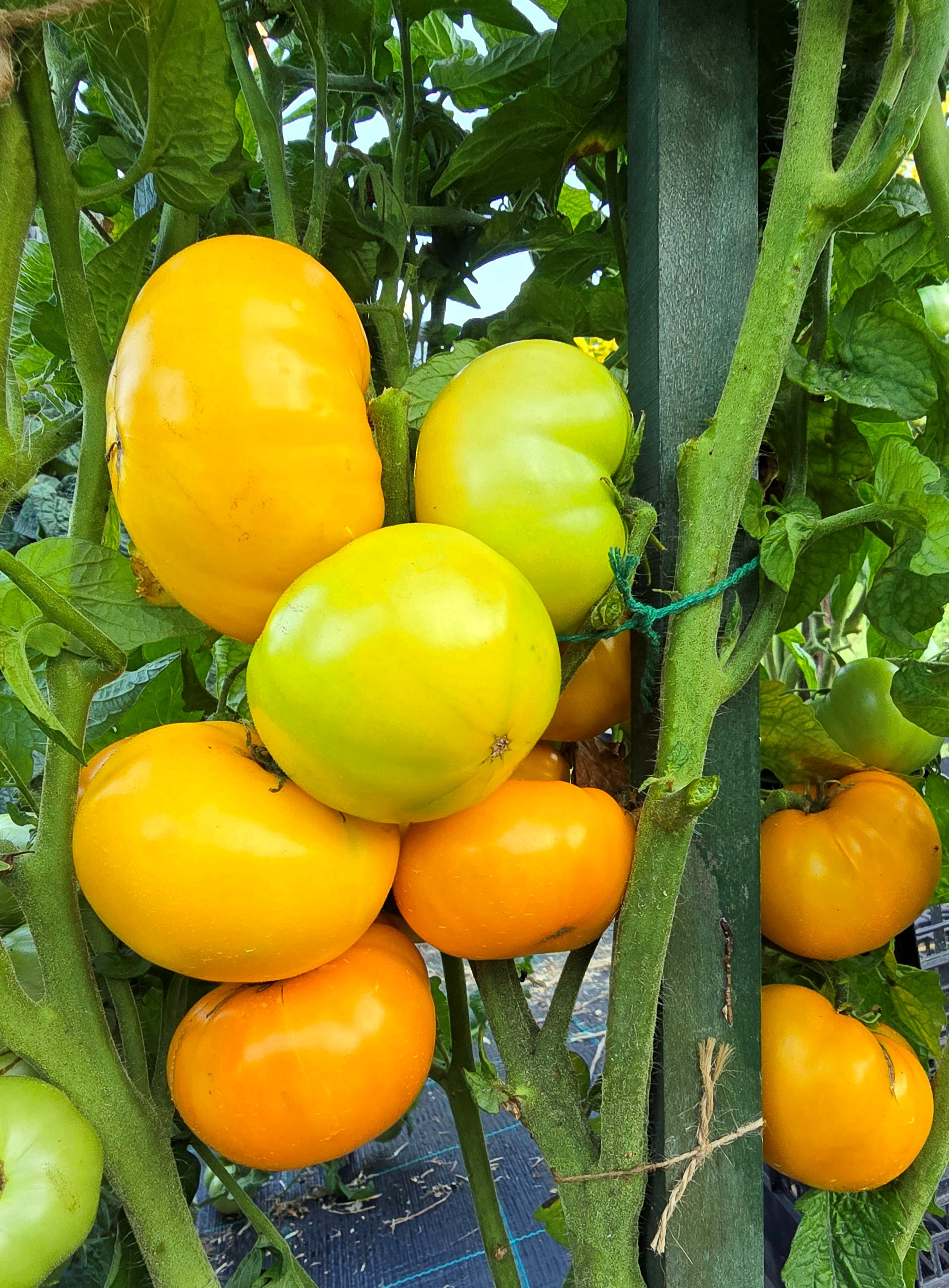 トマト Precious10点 Yellow Tomatoes: PRECIOUS Tomato ( Depeche Mode series)