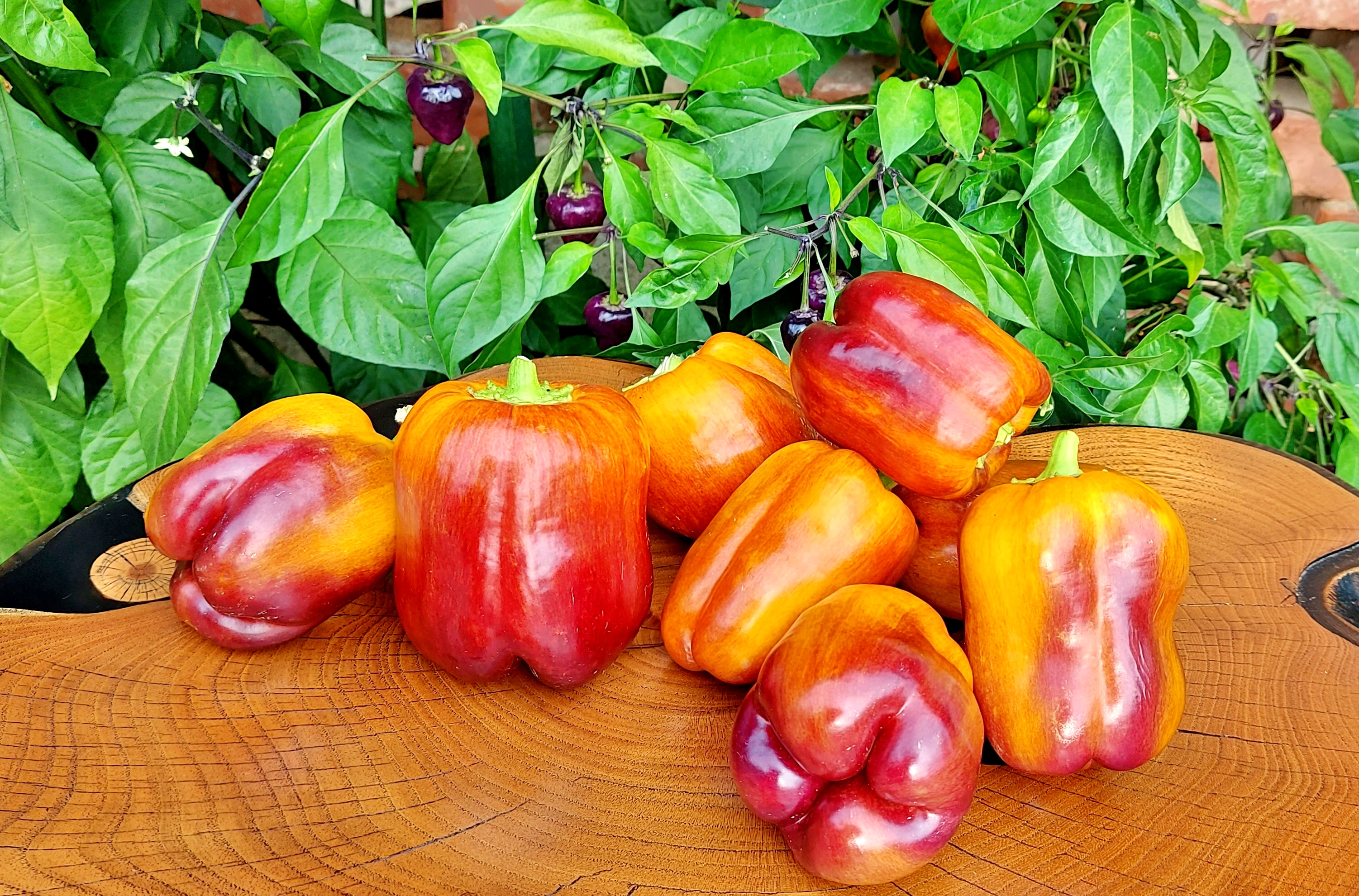 Save on Giant Bell Peppers Rainbow Order Online Delivery