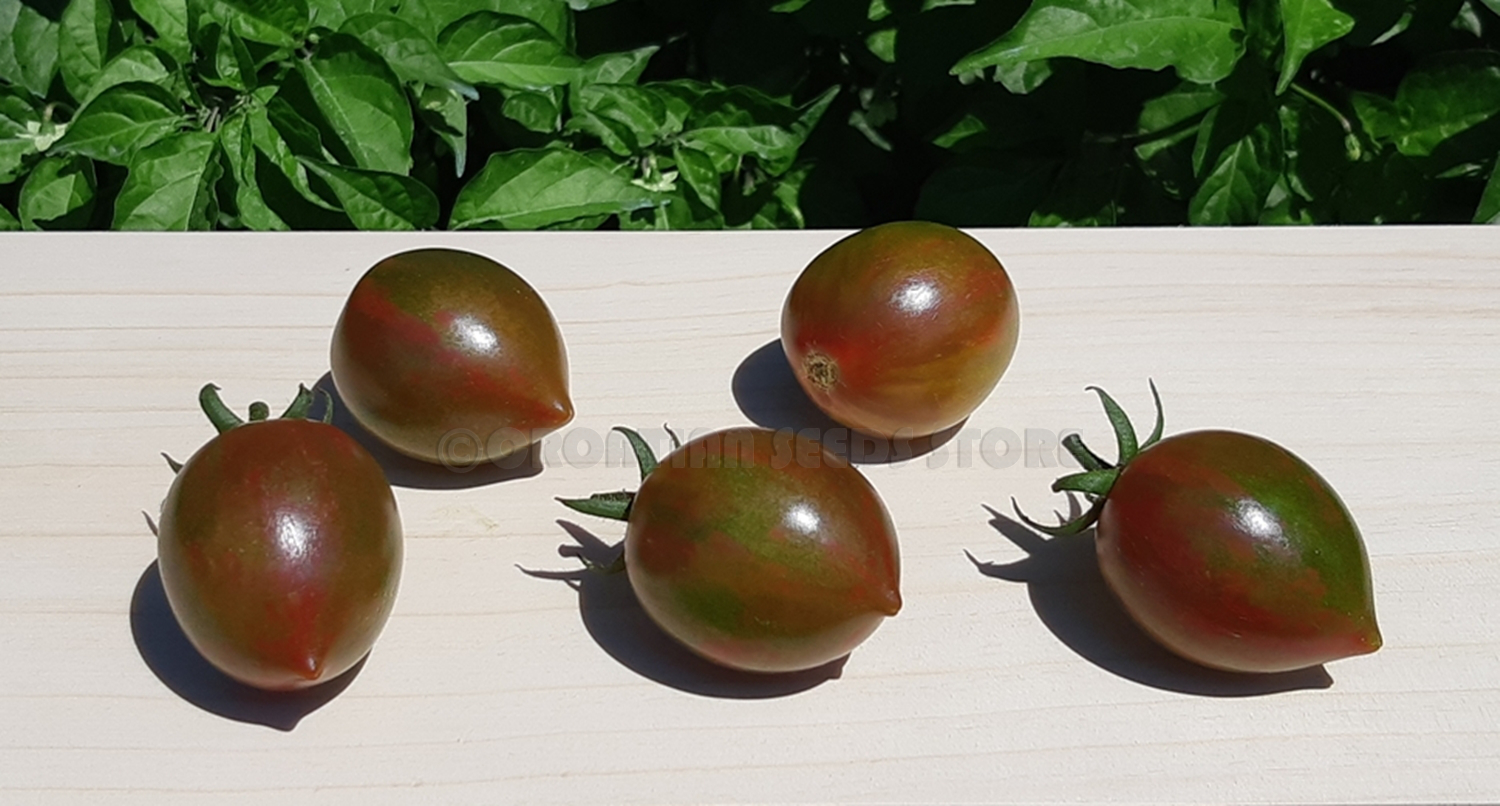 Striped tomatoes : PURPLE TIGER Dwarf Tomato