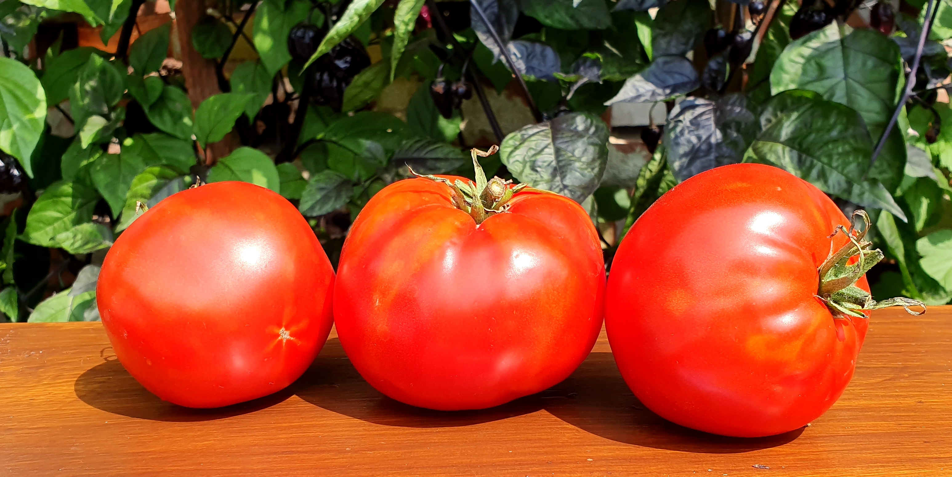 Tomato (Pole) Brandywine Red - Item #672 - Lake Valley Seed