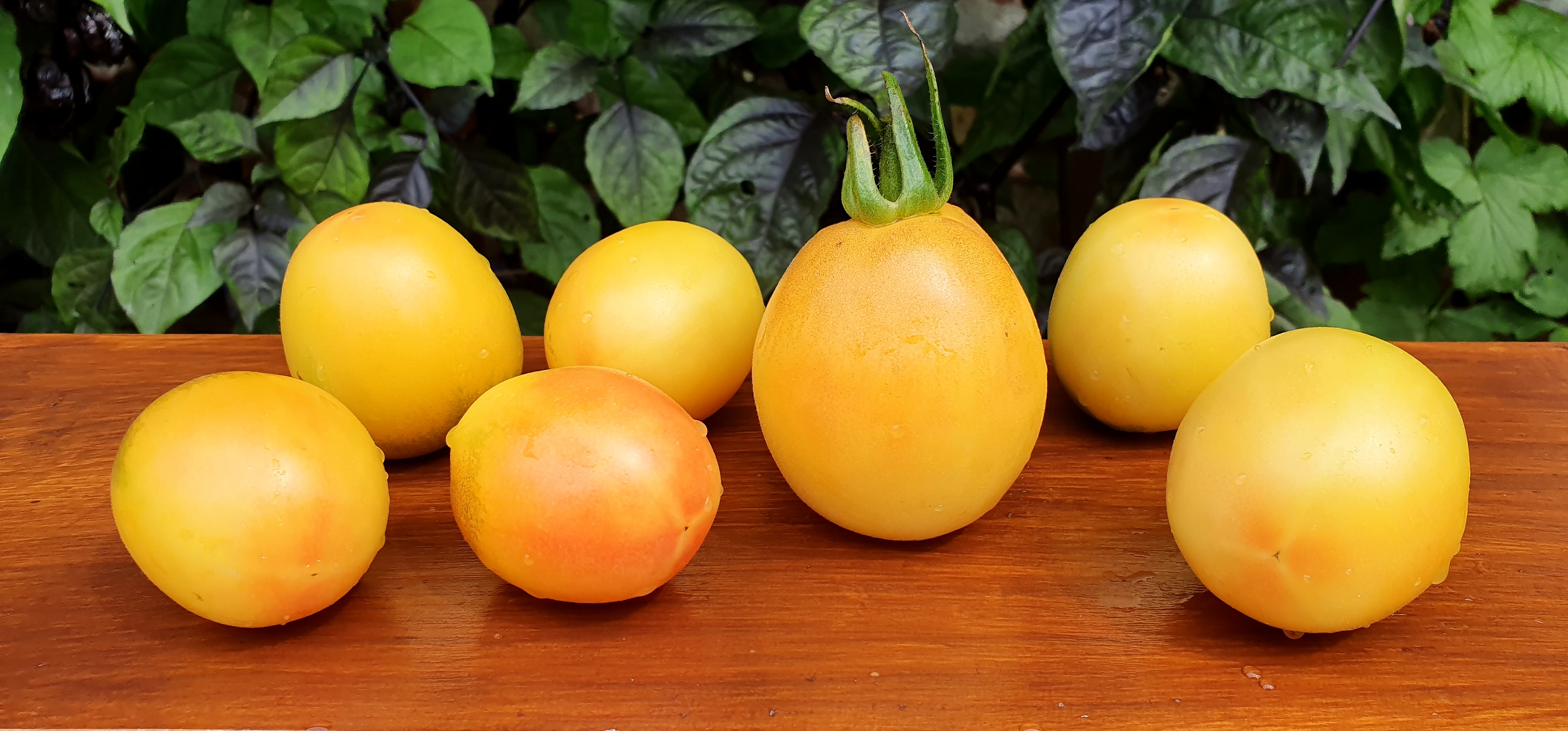 yellow tomatoes varieties