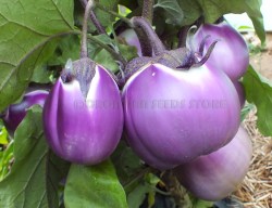 Prosperosa6