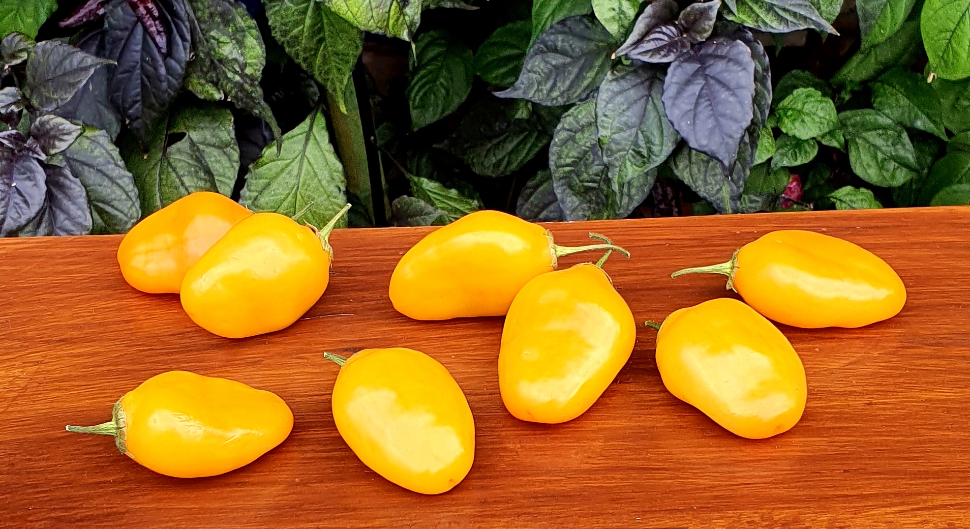 Rocoto Chili Farben : Rocoto Riesen rote saftige Chili Giant Rocoto ...