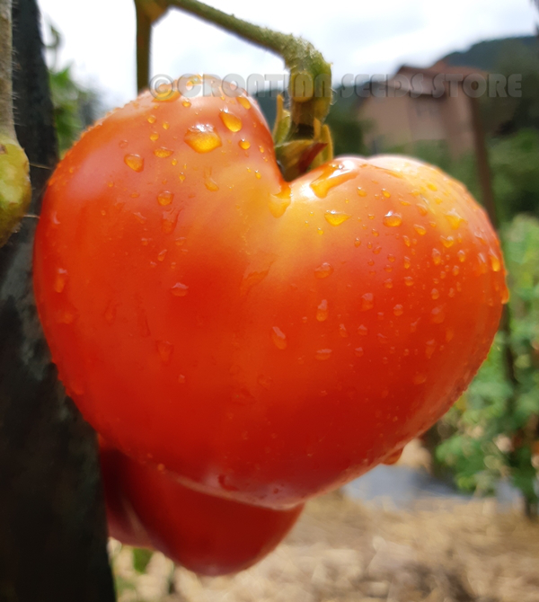 Red tomatoes: STARS Zvezdi ) Tomato