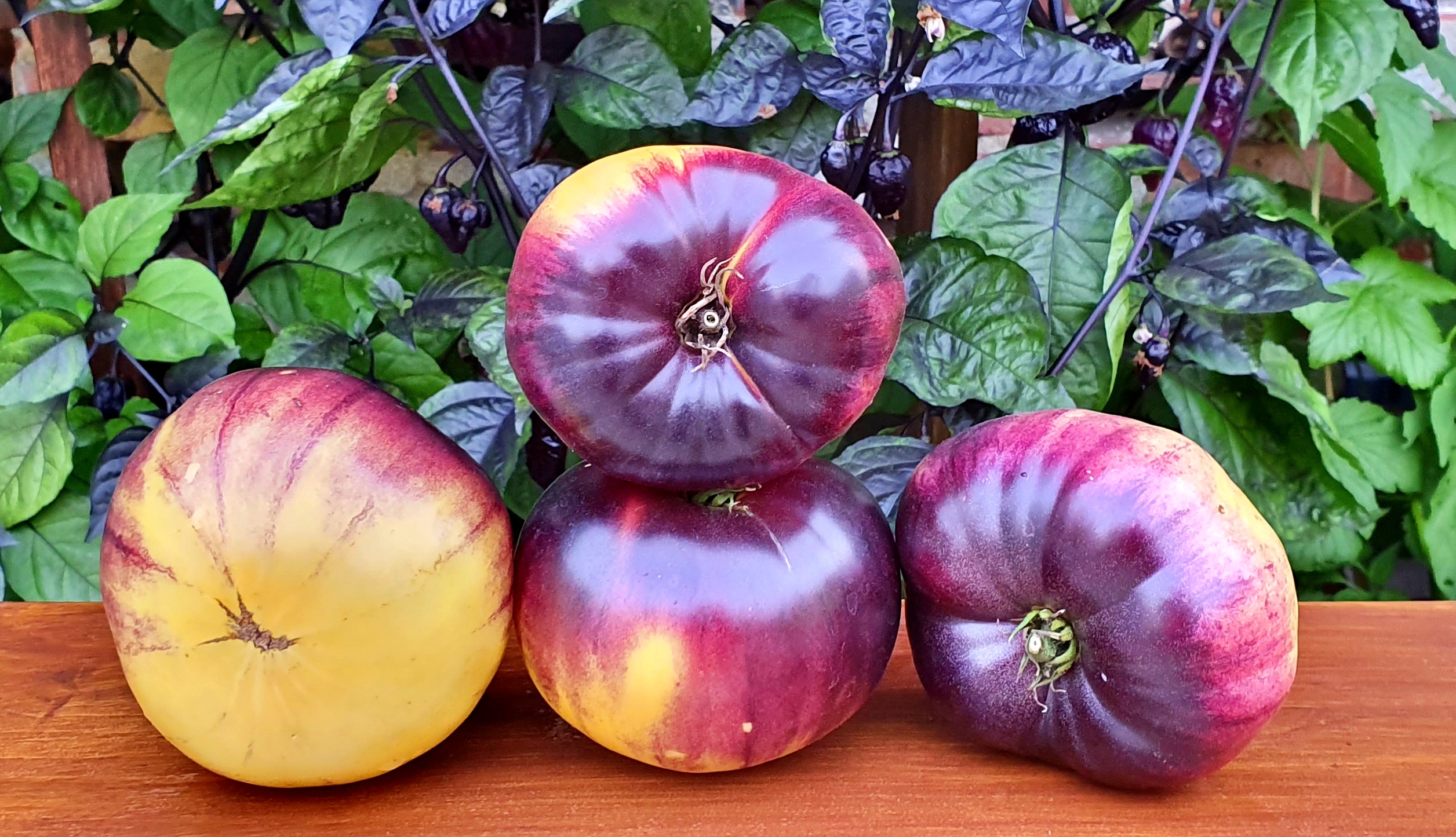 Yüklendi yükseklik belirsizlik sart roloise tomato - tridigiwet.com