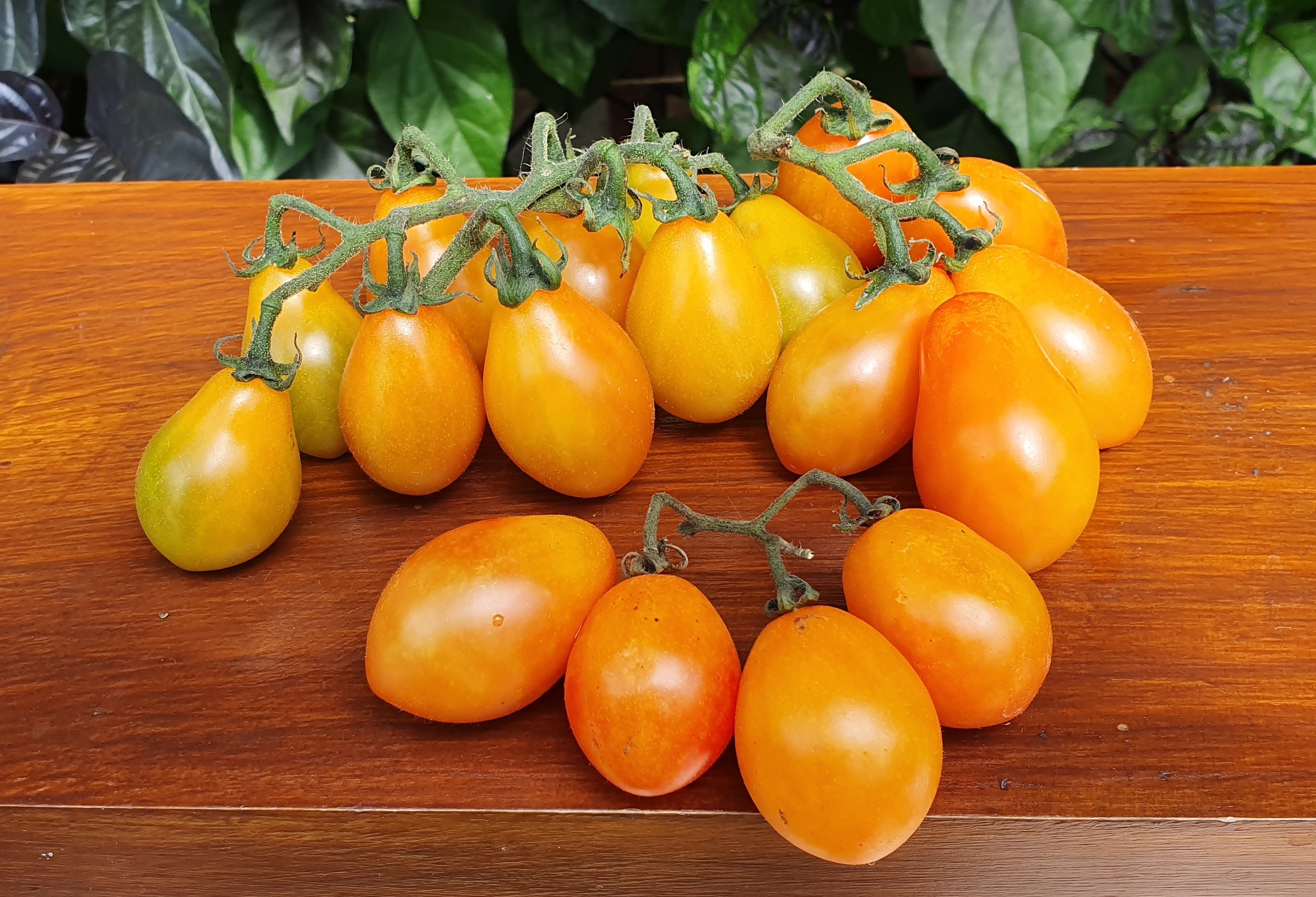 Cherry Tomatoes: SUBMARINE BLUSH Tomato