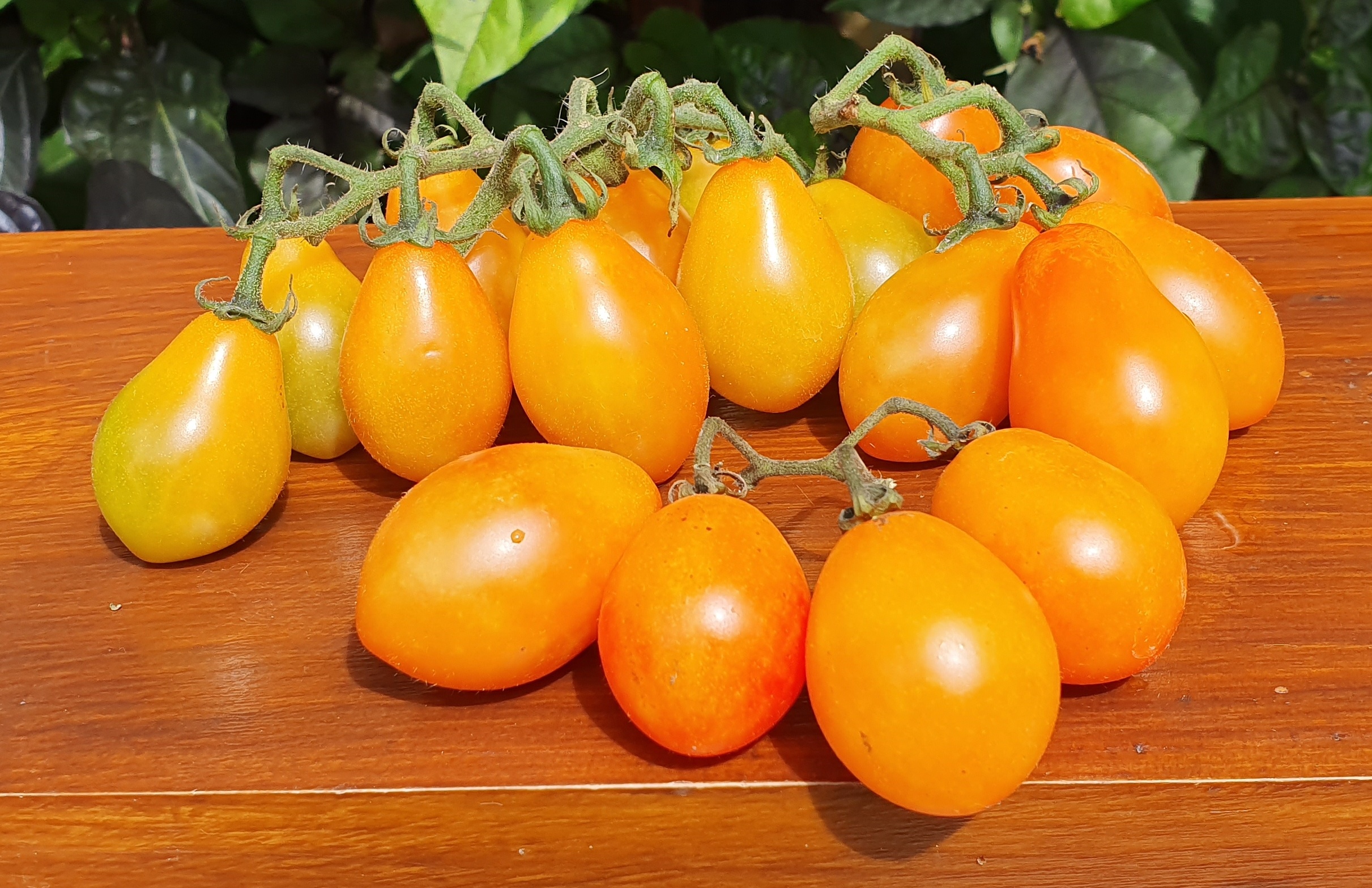 Seeds-Seed-a treat! 10 Submarine Blush Tomato 