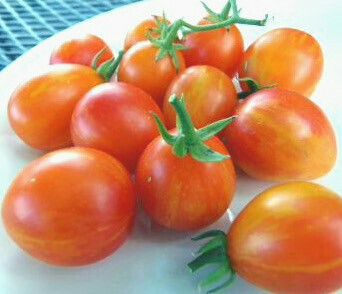 Cherry Tomatoes : SUBMARINE BLUSH Tomato