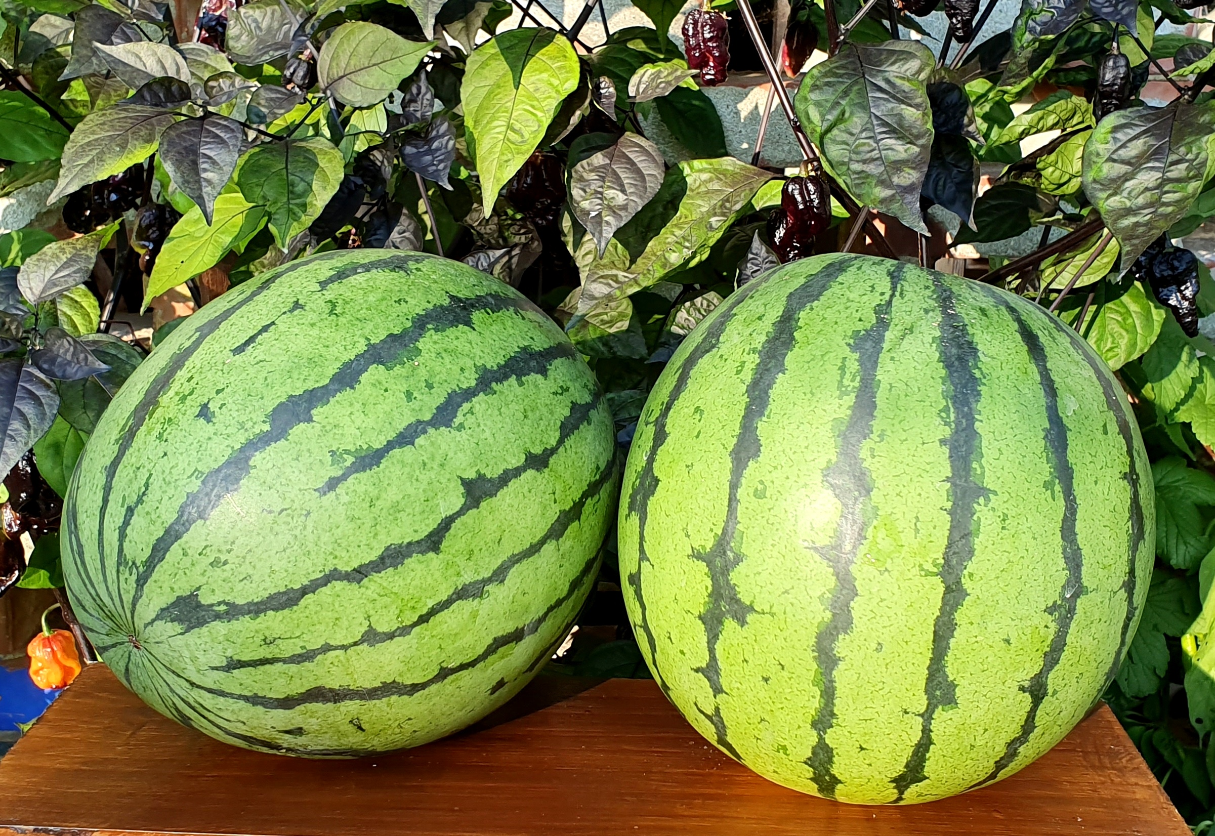 Watermelons: SURPRISE ( Surpriz) Watermelon