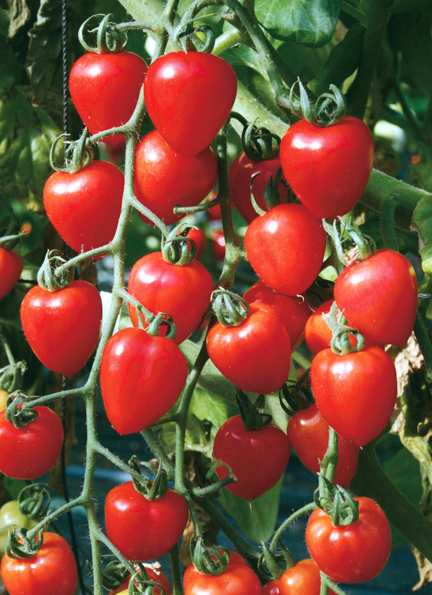 نبات الطماطم حديقة الطماطم