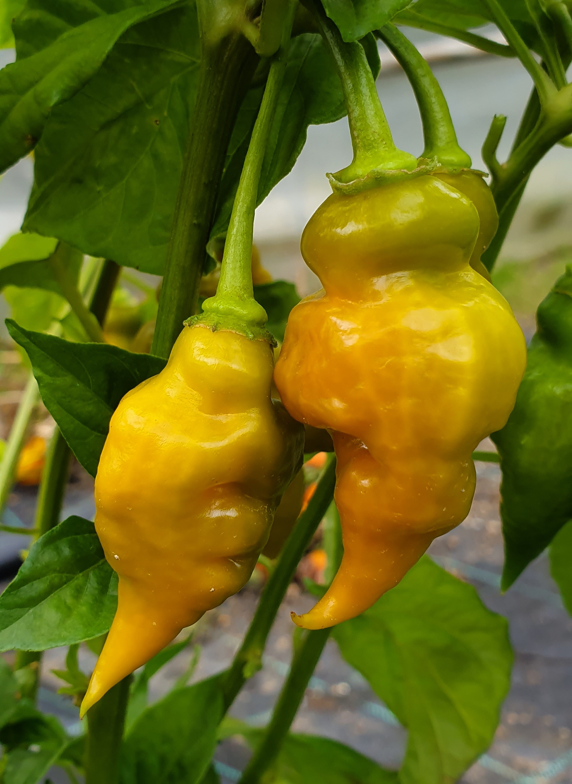 Hot Chilli Peppers: TRINIDAD SCORPION GREEN Hot Chili Pepper