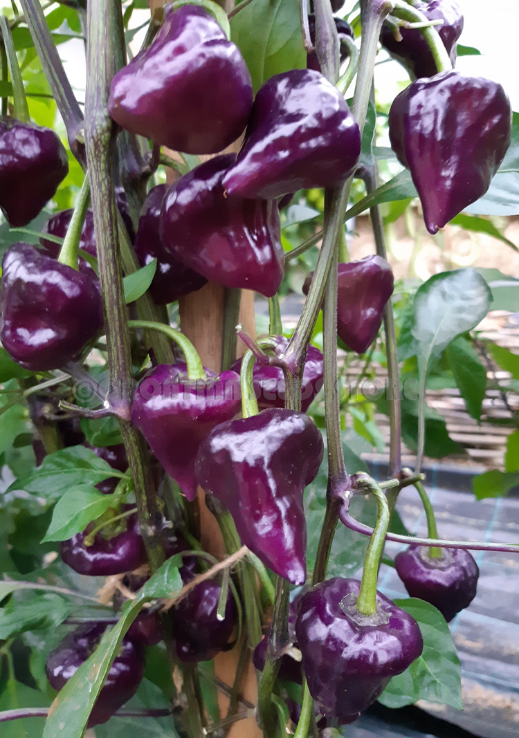 purple peppers