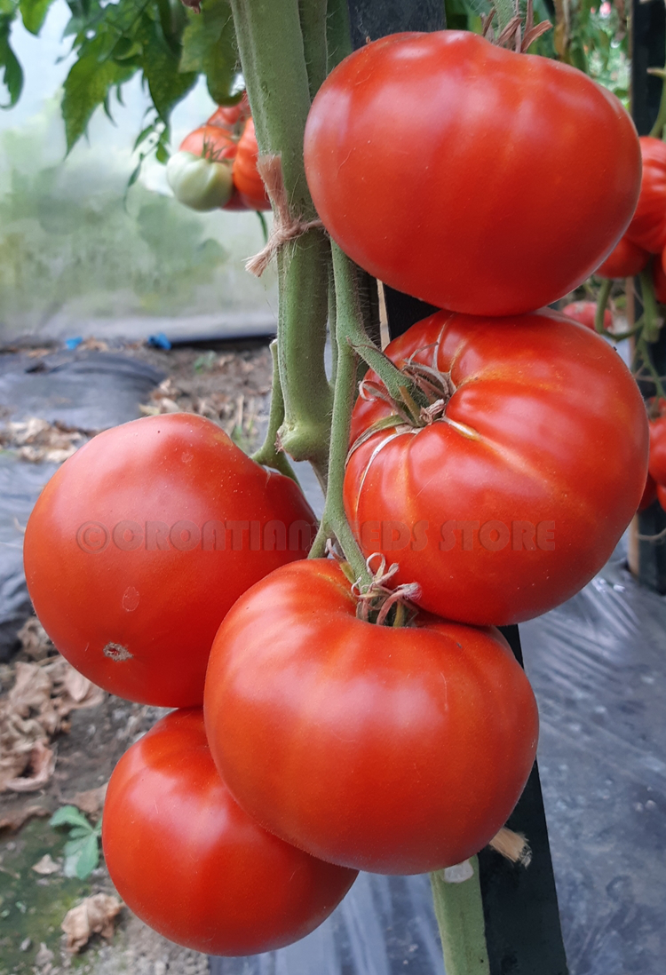 Red tomatoes : COSMONAUT VOLKOV Tomato