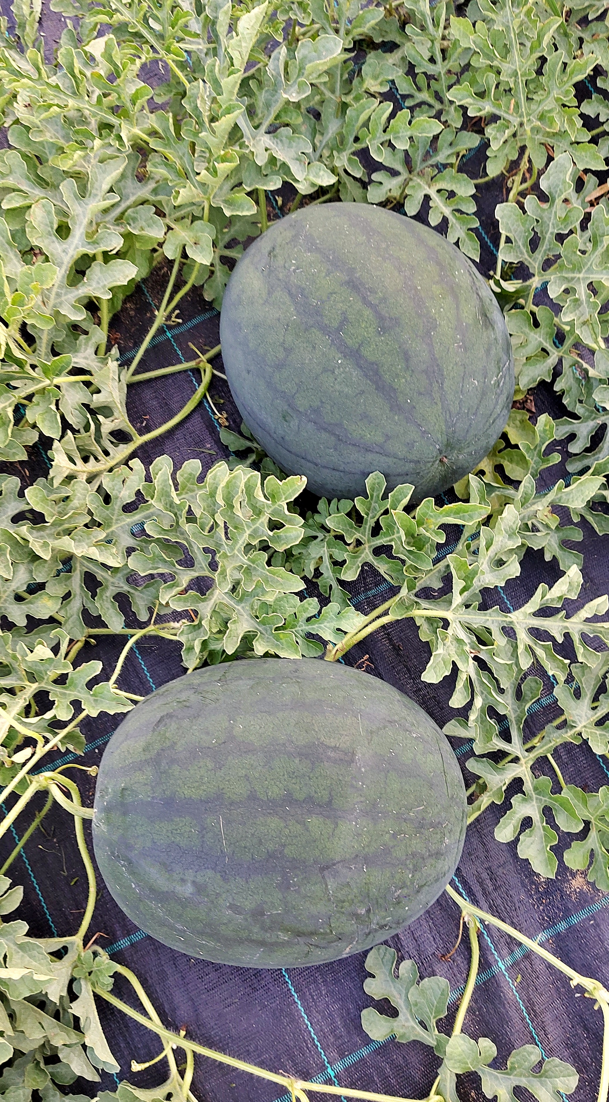 Russian High Quality seeds Watermelon Golden baby 