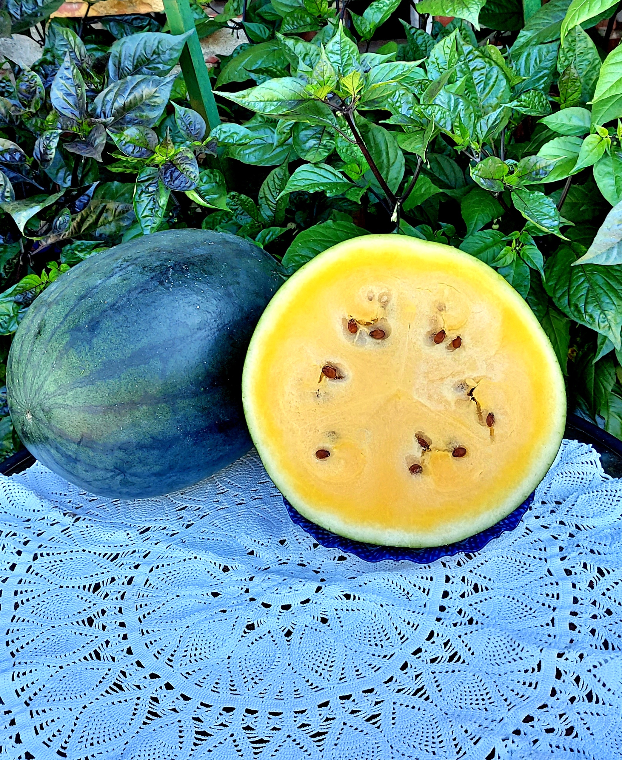 Russian High Quality seeds Watermelon Golden baby 