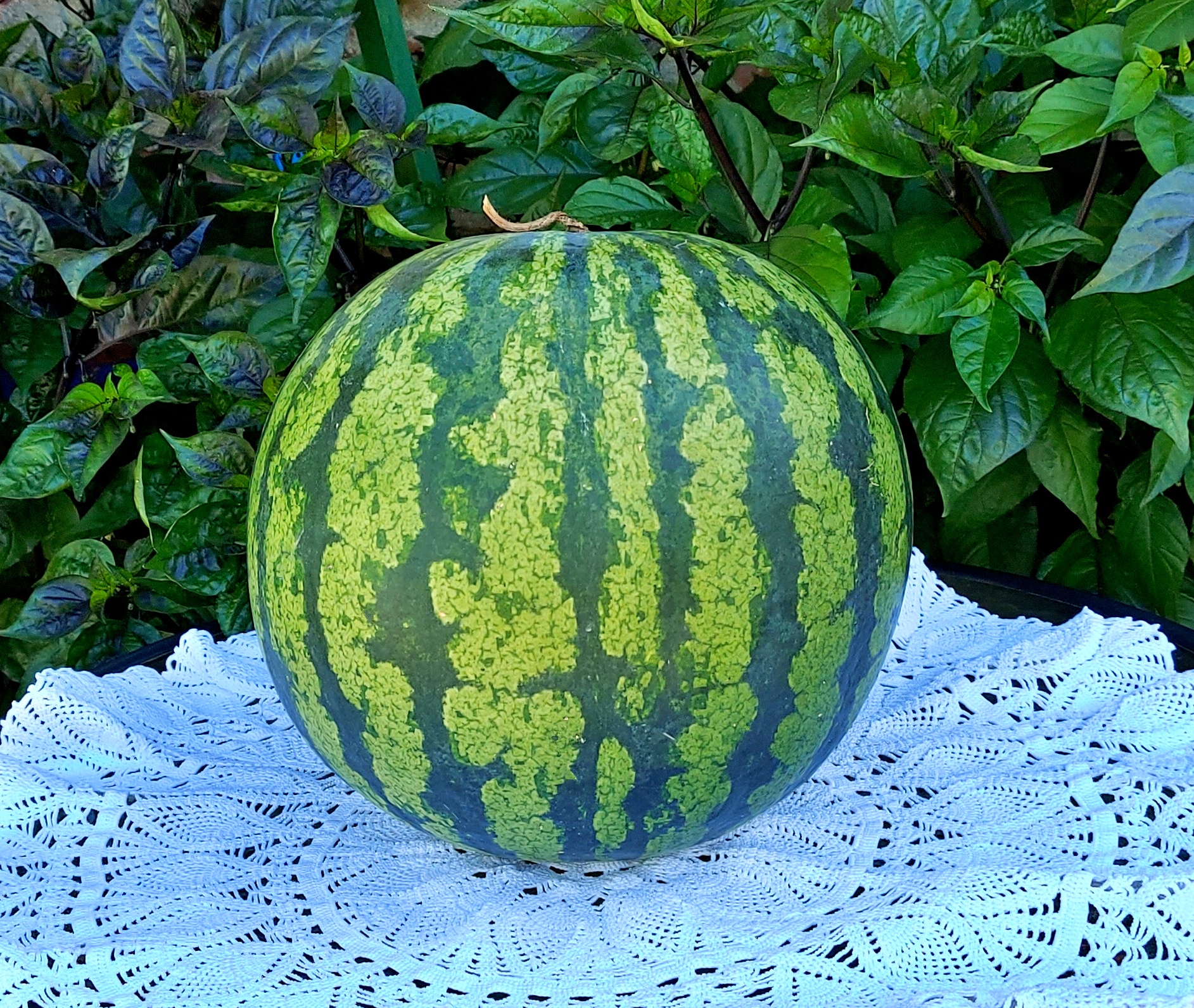 Leelanau Sweetglo Watermelon Seeds