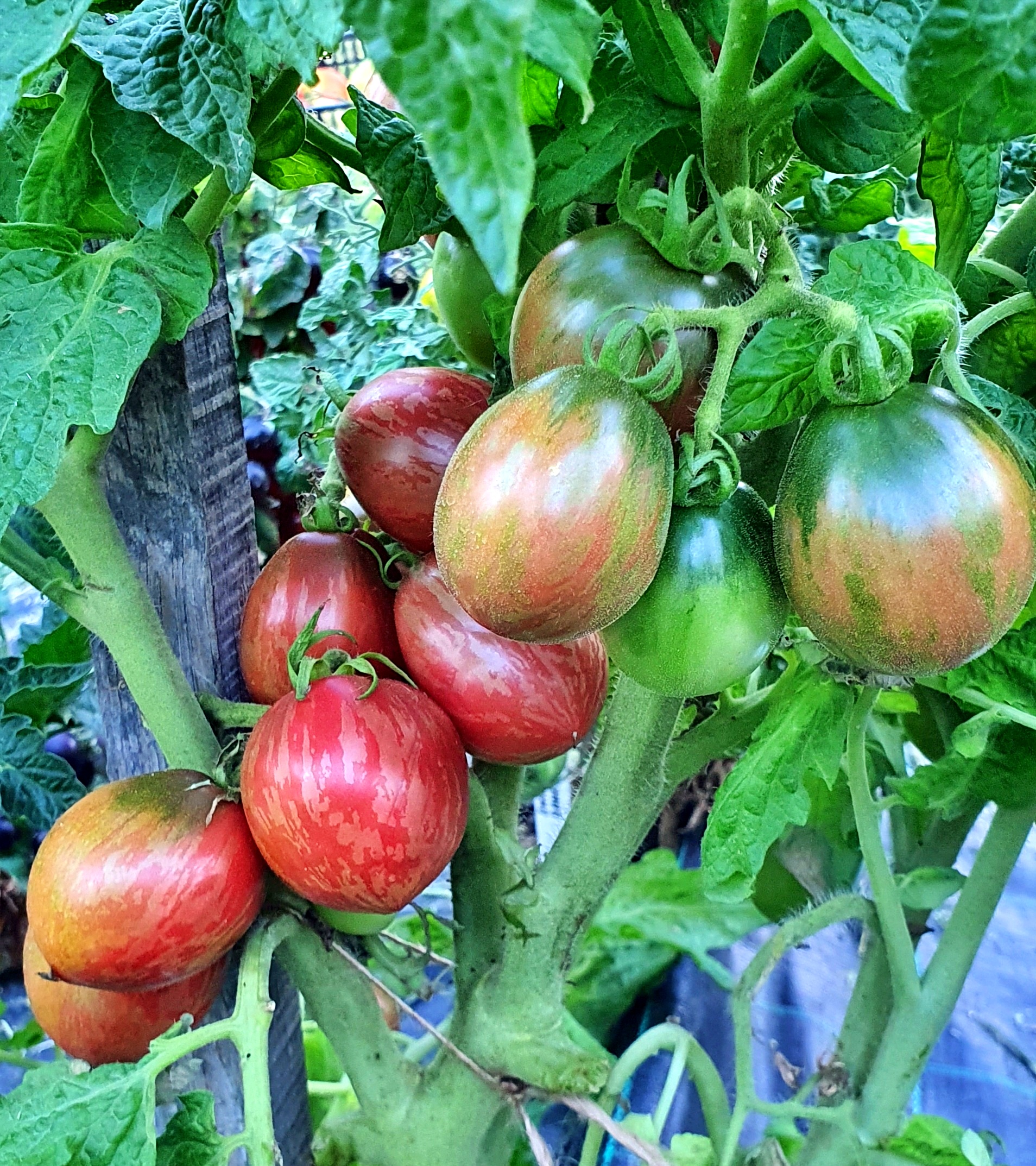 devilock underworld tomato