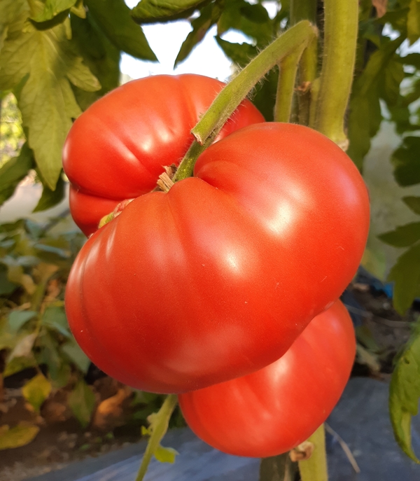 Pink Tomatoes: WONDER OF THE EARTH ( Chudo Zemli) Tomato