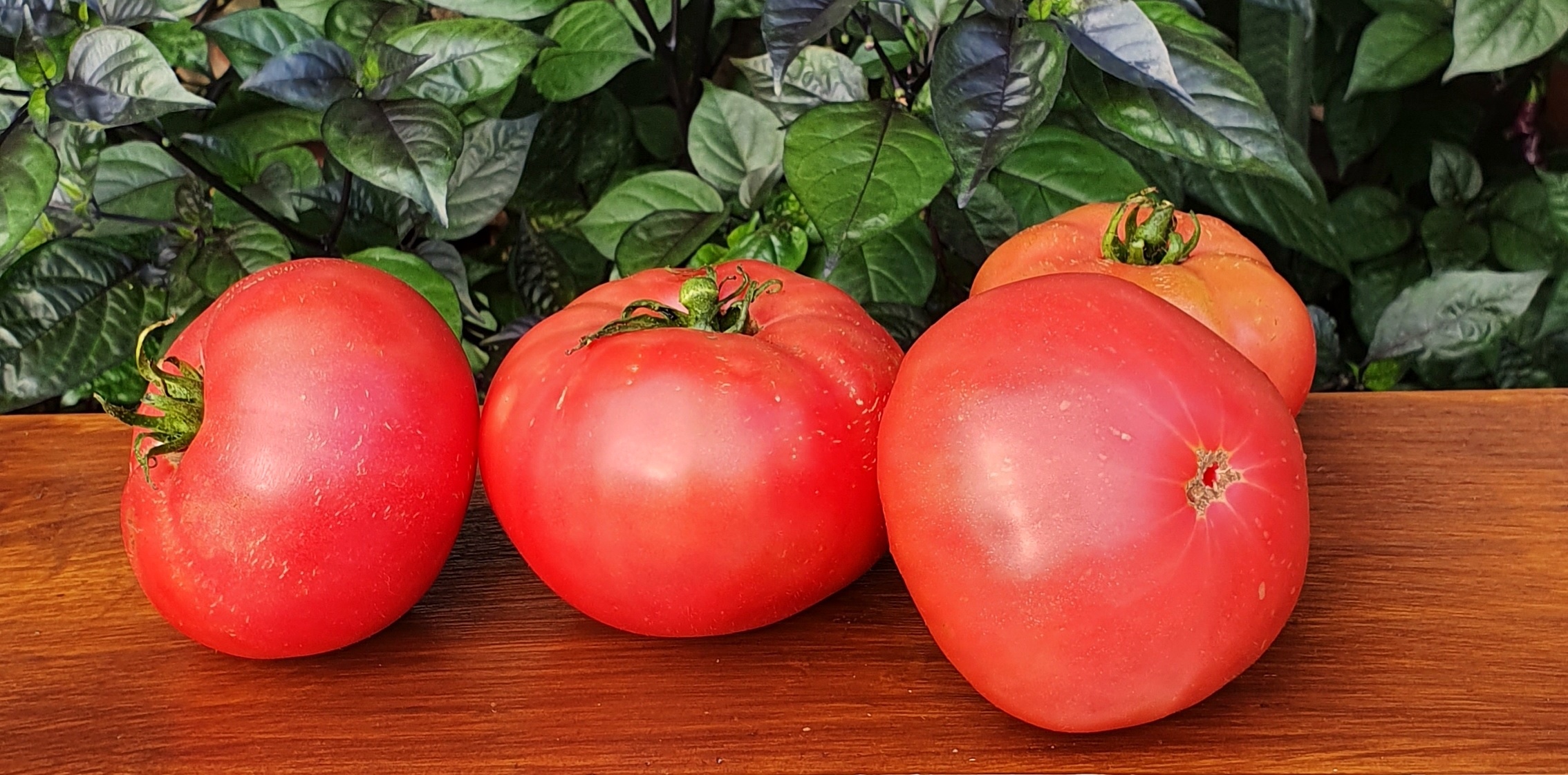 Tomato (Slicer): Wood's Famous Brimmer Tomato (20 or 100 seeds