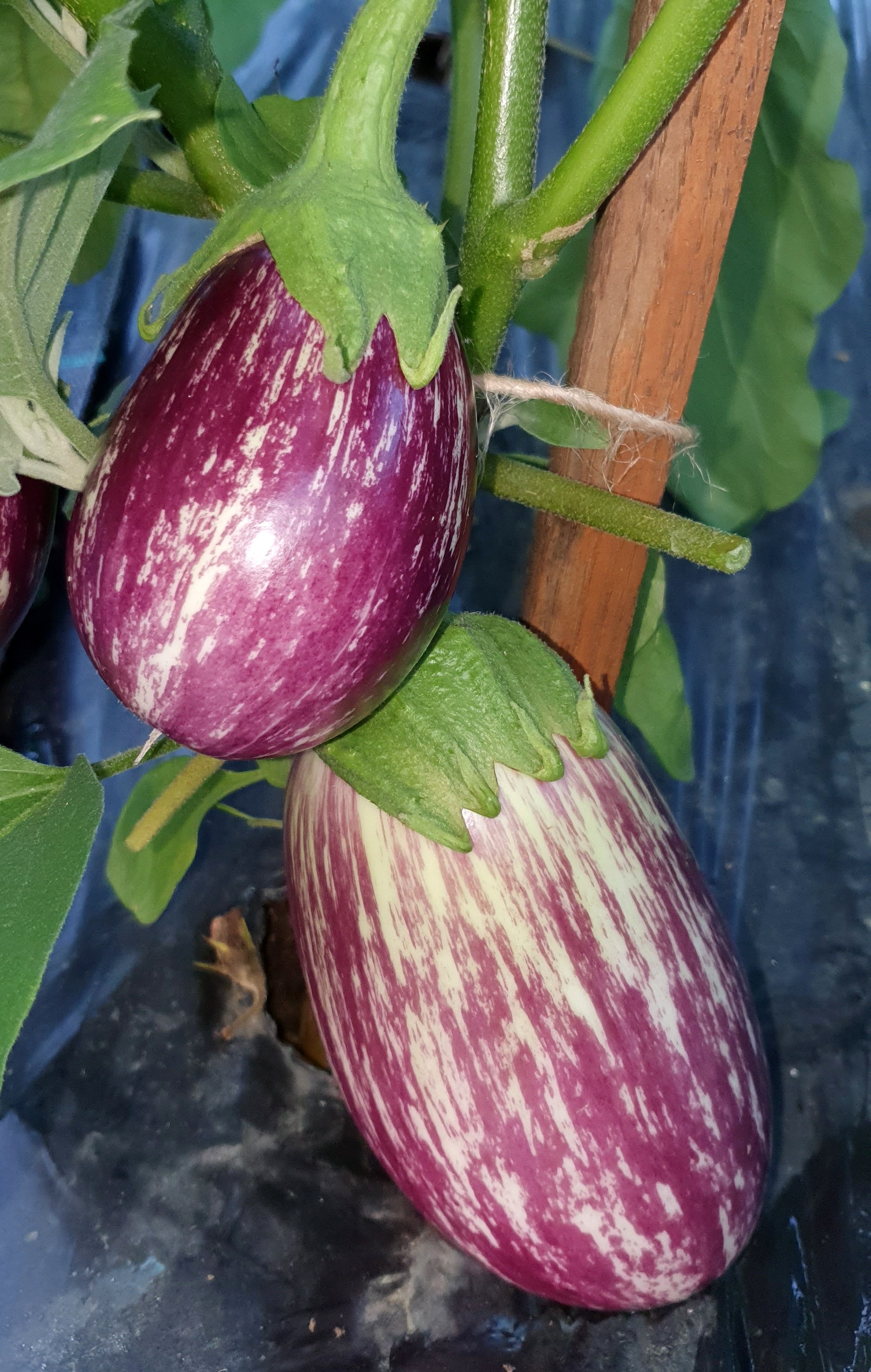 Eggplants: ZEBRA Eggplant